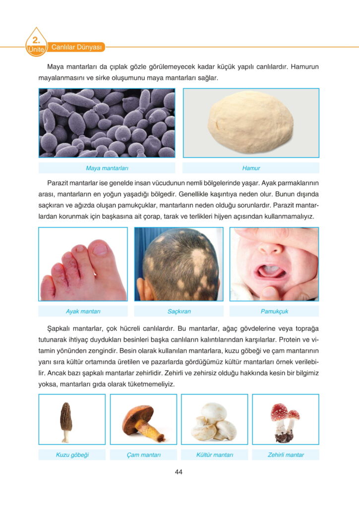 5. Sınıf Fen Bilimleri Ders Kitabı Cevapları SDR Dikey Yayıncılık Sayfa 44