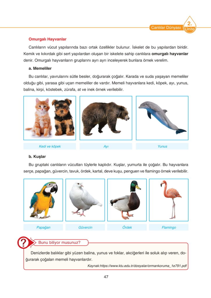 5. Sınıf Fen Bilimleri Ders Kitabı Cevapları SDR Dikey Yayıncılık Sayfa 47