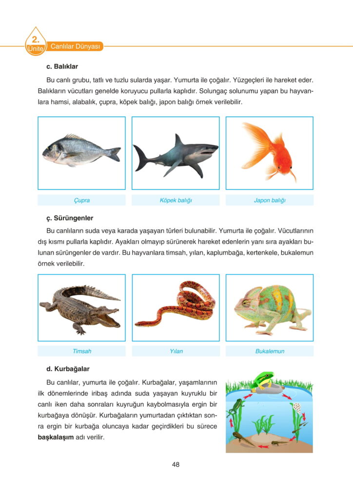 5. Sınıf Fen Bilimleri Ders Kitabı Cevapları SDR Dikey Yayıncılık Sayfa 48