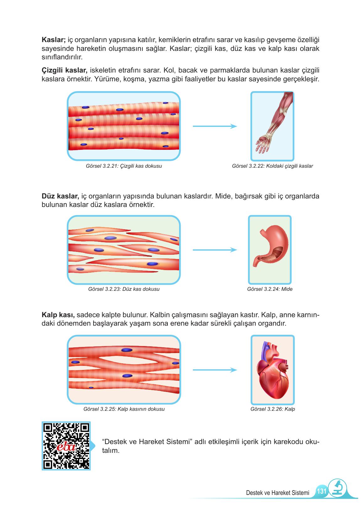 5. Sınıf Meb Yayınları Fen Bilimleri Ders Kitabı Sayfa 131 Cevapları 5. Sınıf Meb Yayınları Fen Bilimleri Ders Kitabı Sayfa 131 Cevapları
