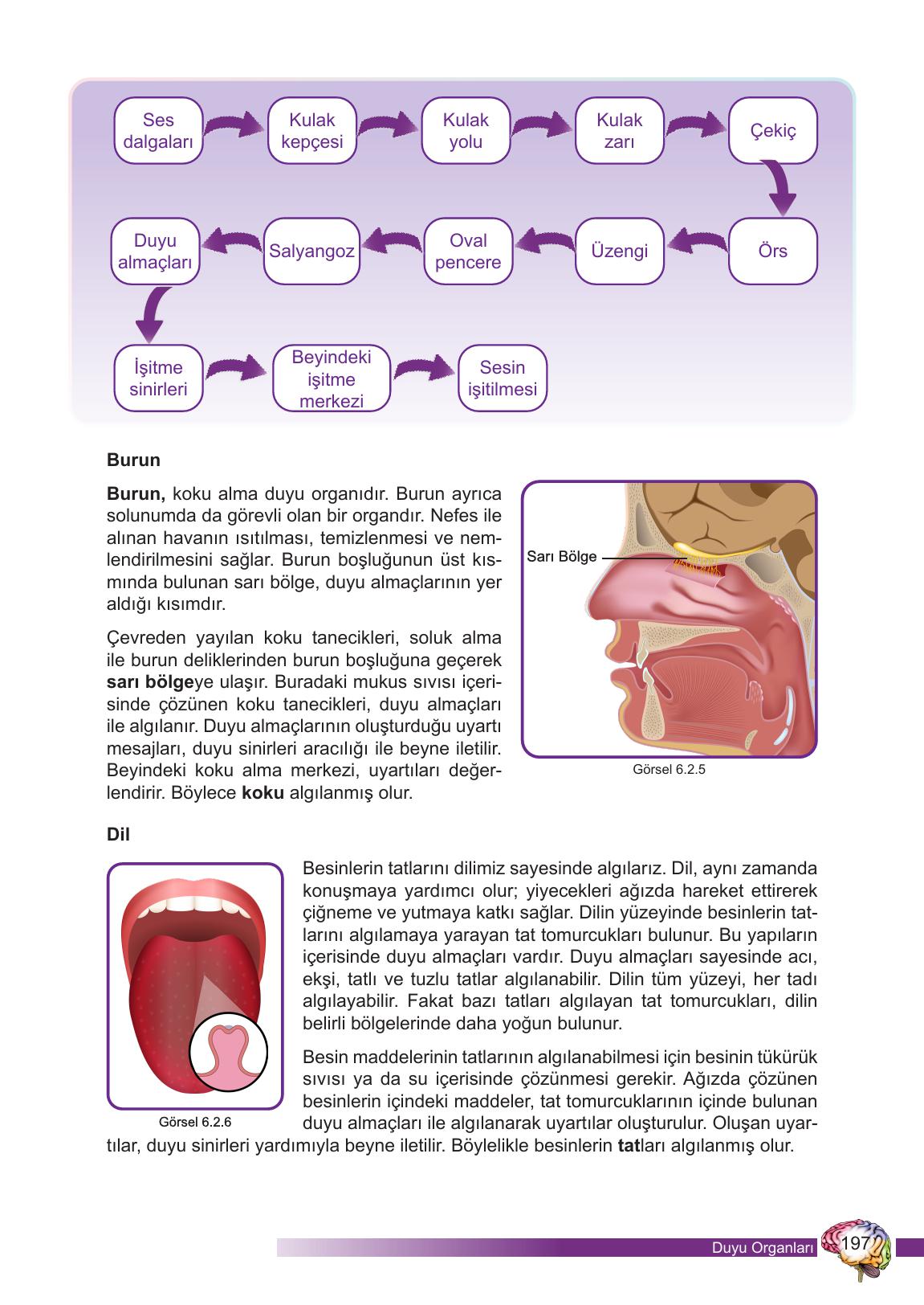 6. Sınıf Meb Yayınları Fen Bilimleri Ders Kitabı Sayfa 197 Cevapları