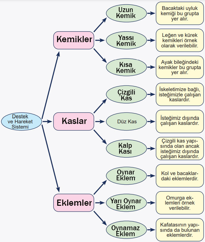 6. Sınıf Meb Yayınları Fen Bilimleri Ders Kitabı Sayfa 48 Cevapları