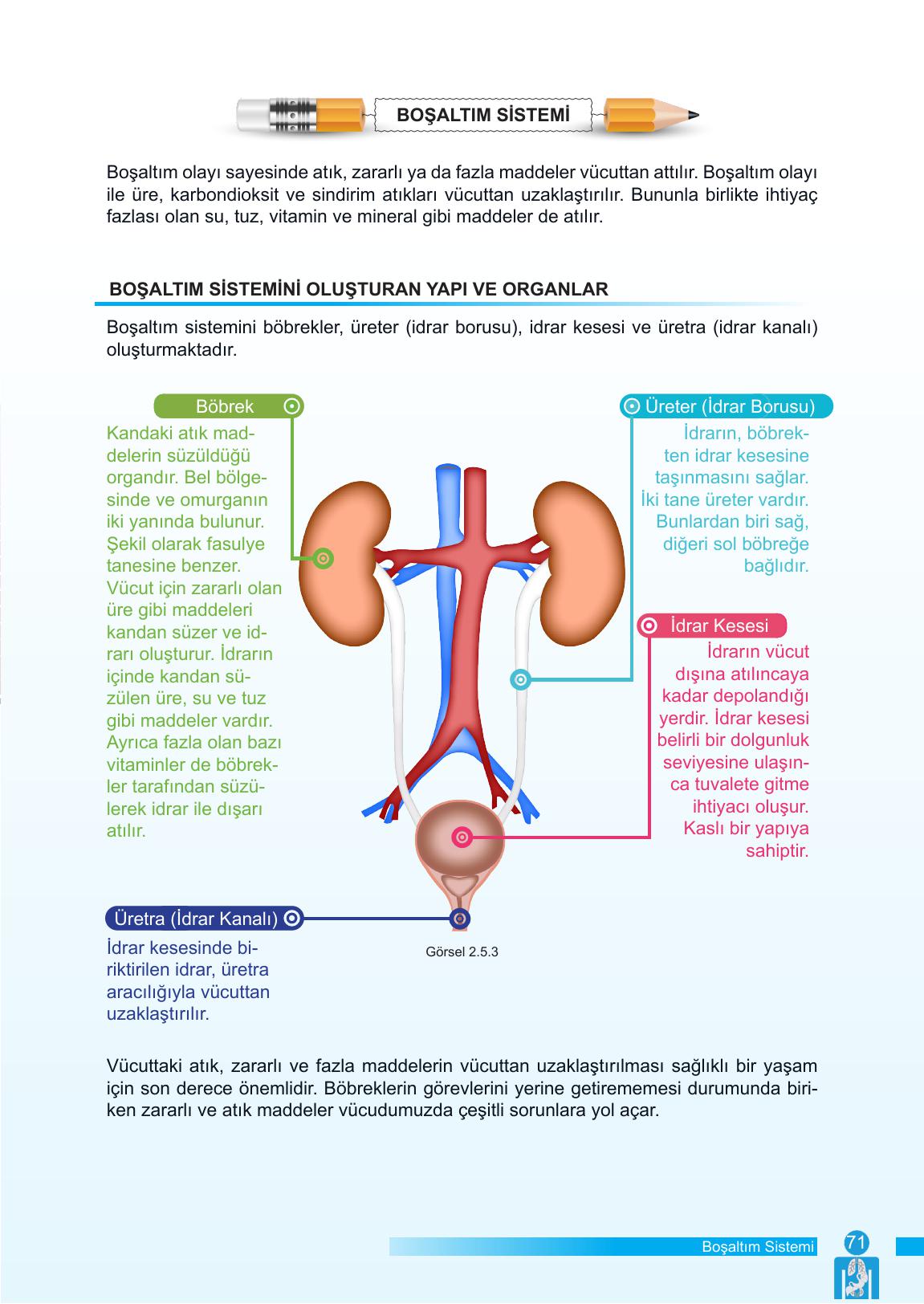 6. Sınıf Meb Yayınları Fen Bilimleri Ders Kitabı Sayfa 71 Cevapları