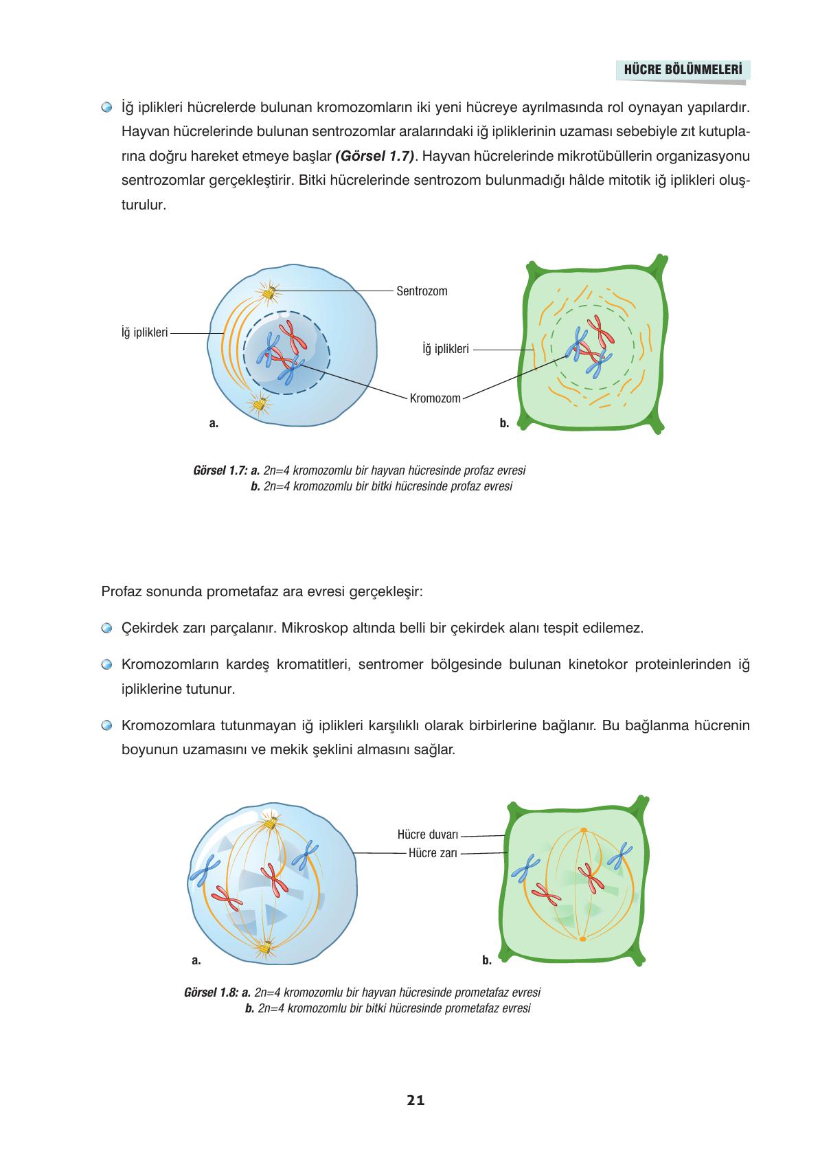 10. Sınıf Dörtel Yayınları Biyoloji Ders Kitabı Sayfa 21 Cevapları