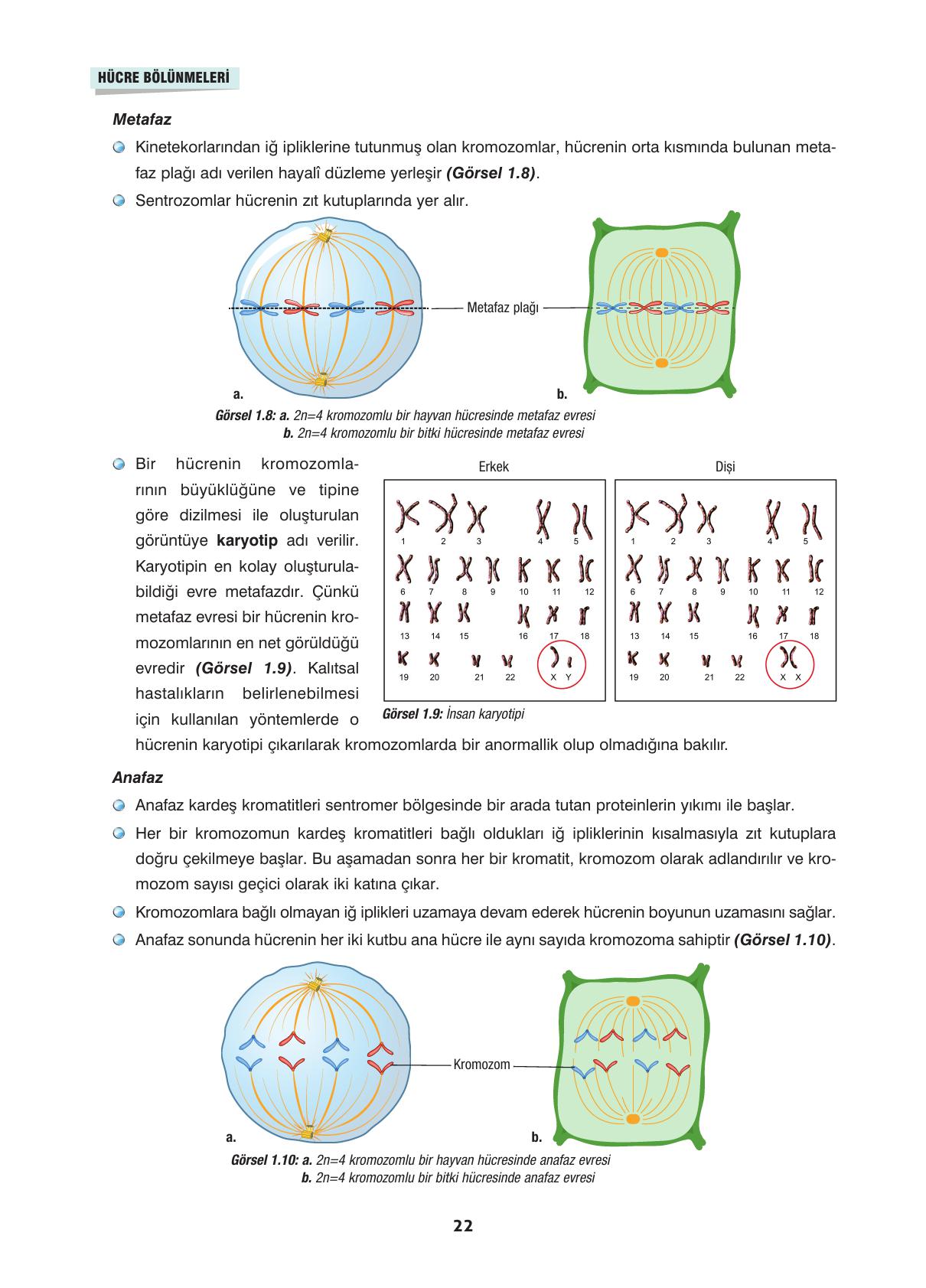 10. Sınıf Dörtel Yayınları Biyoloji Ders Kitabı Sayfa 22 Cevapları