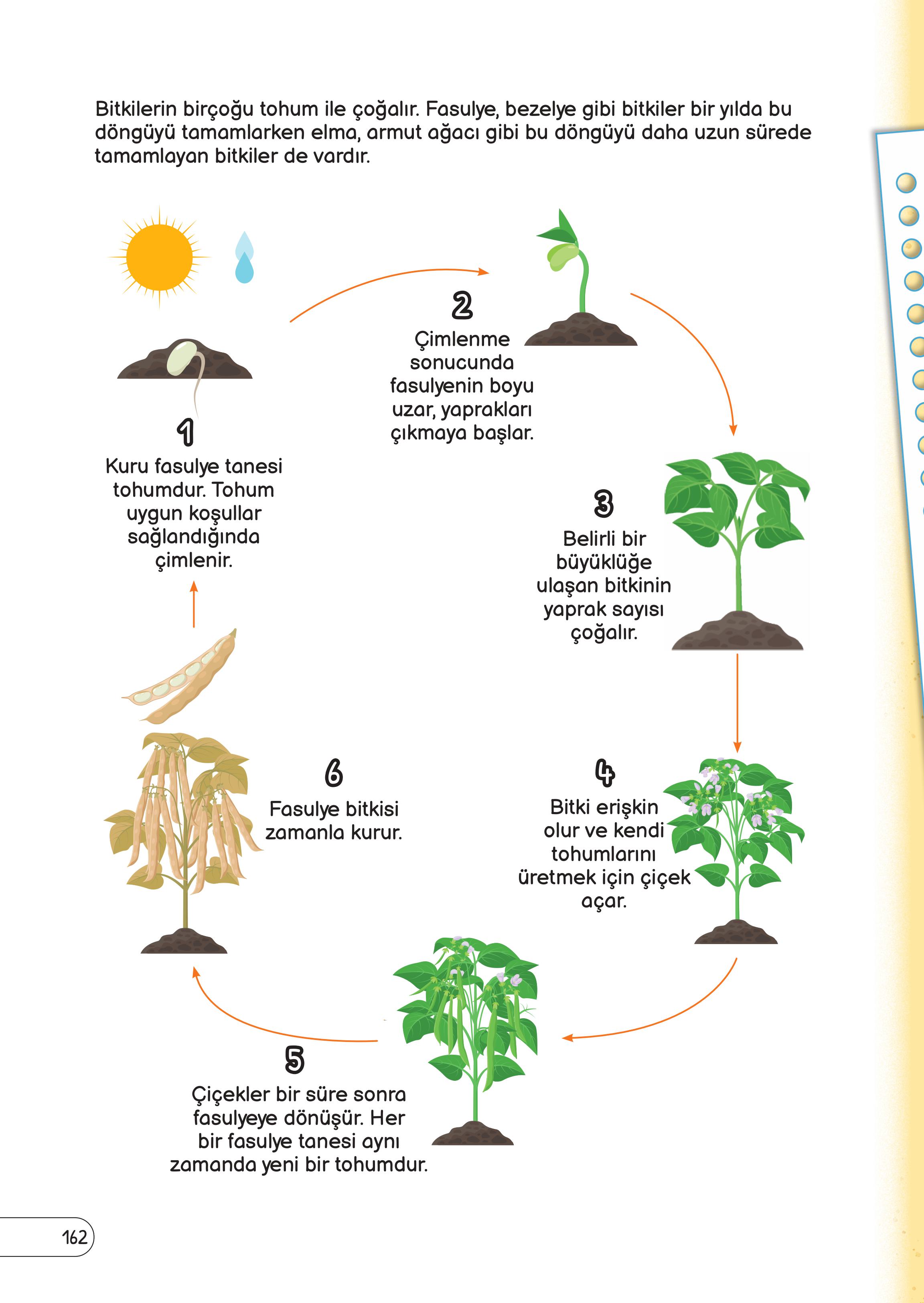 3. Sınıf Meb Yayınları Fen Bilimleri Ders Kitabı Sayfa 162 Cevapları 3. Sınıf Meb Yayınları Fen Bilimleri Ders Kitabı Sayfa 162 Cevapları