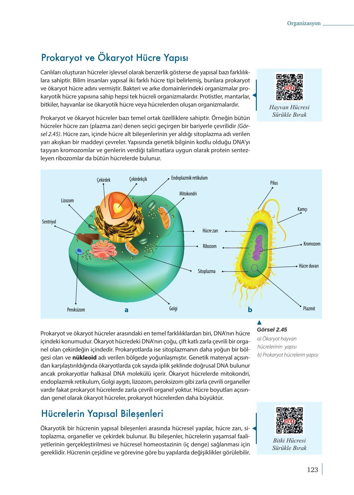 9. Sınıf Meb Yayınları Biyoloji Ders Kitabı Sayfa 123 Cevapları 9. Sınıf Meb Yayınları Biyoloji Ders Kitabı Sayfa 123 Cevapları
