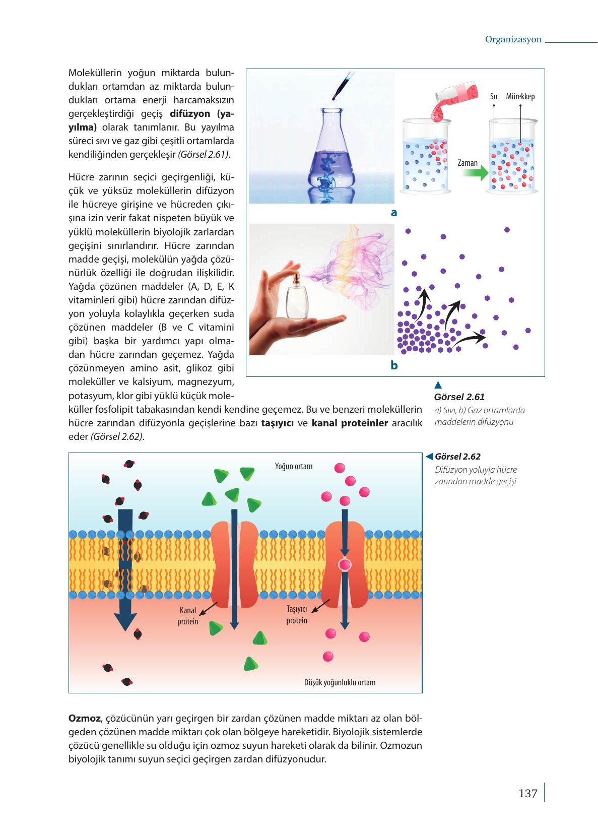 9. Sınıf Meb Yayınları Biyoloji Ders Kitabı Sayfa 137 Cevapları