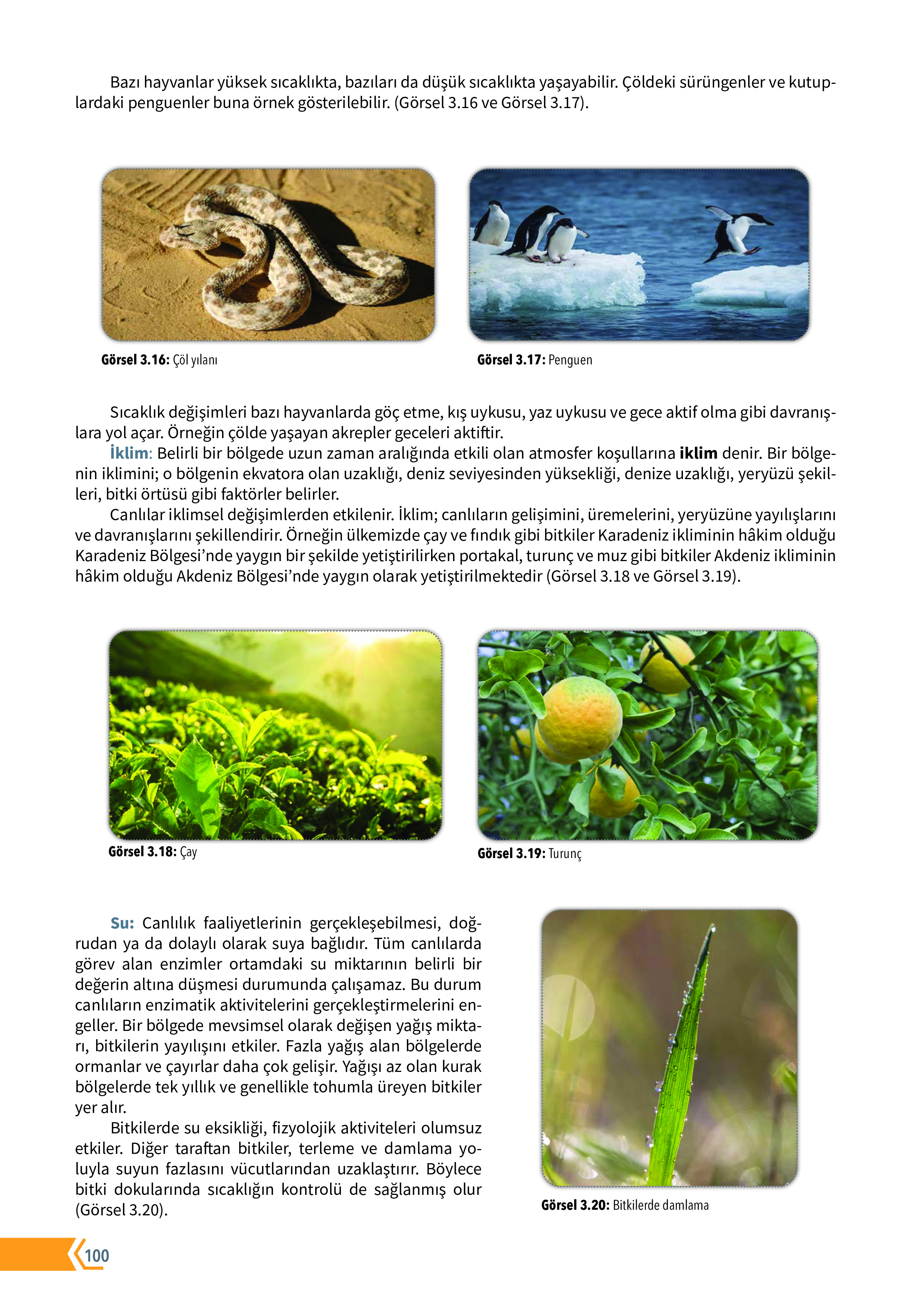 10. Sınıf Meb Yayınları Fen Lisesi Biyoloji Ders Kitabı Sayfa 100 Cevapları 10. Sınıf Meb Yayınları Fen Lisesi Biyoloji Ders Kitabı Sayfa 100 Cevapları