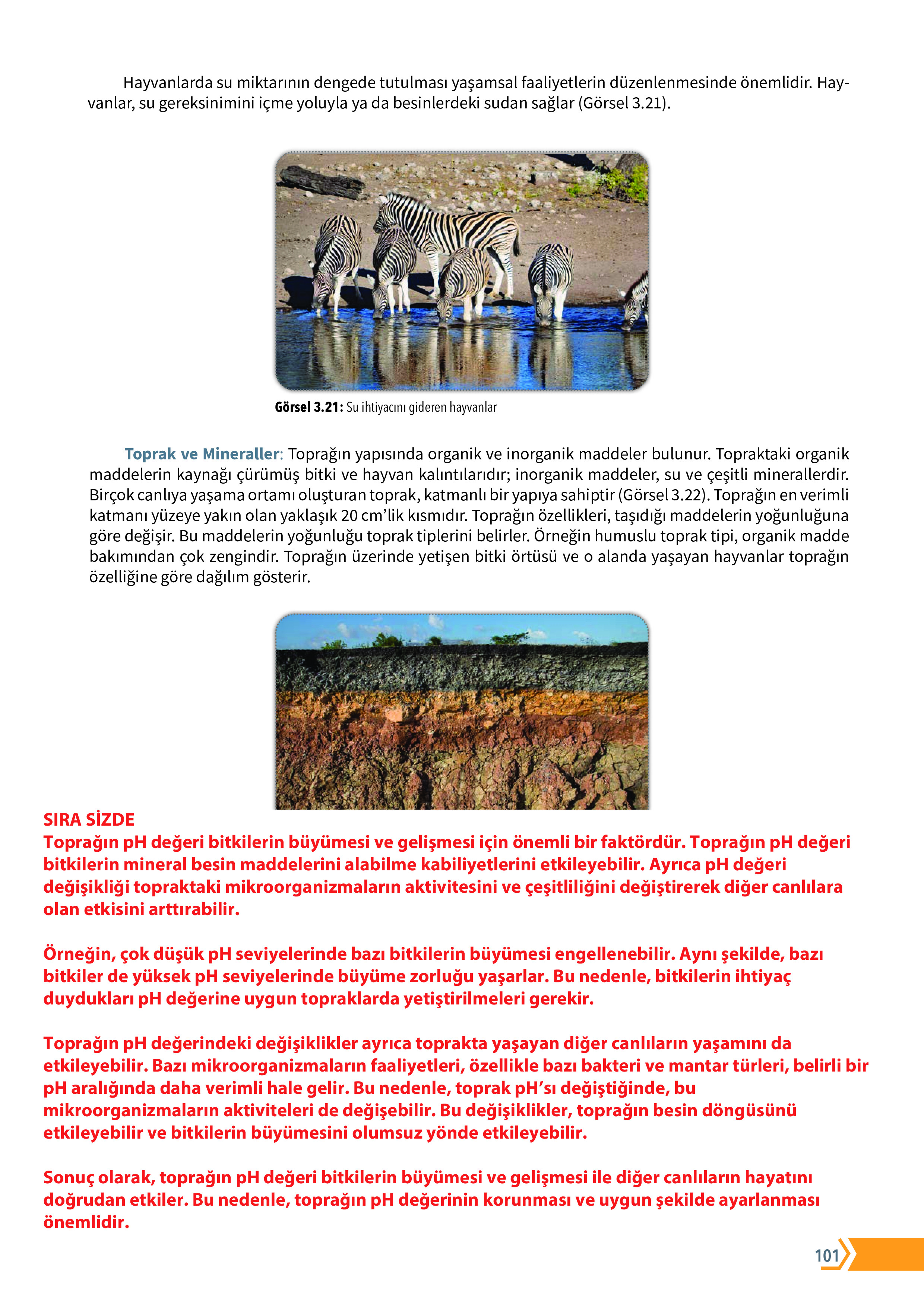 10. Sınıf Meb Yayınları Fen Lisesi Biyoloji Ders Kitabı Sayfa 101 Cevapları