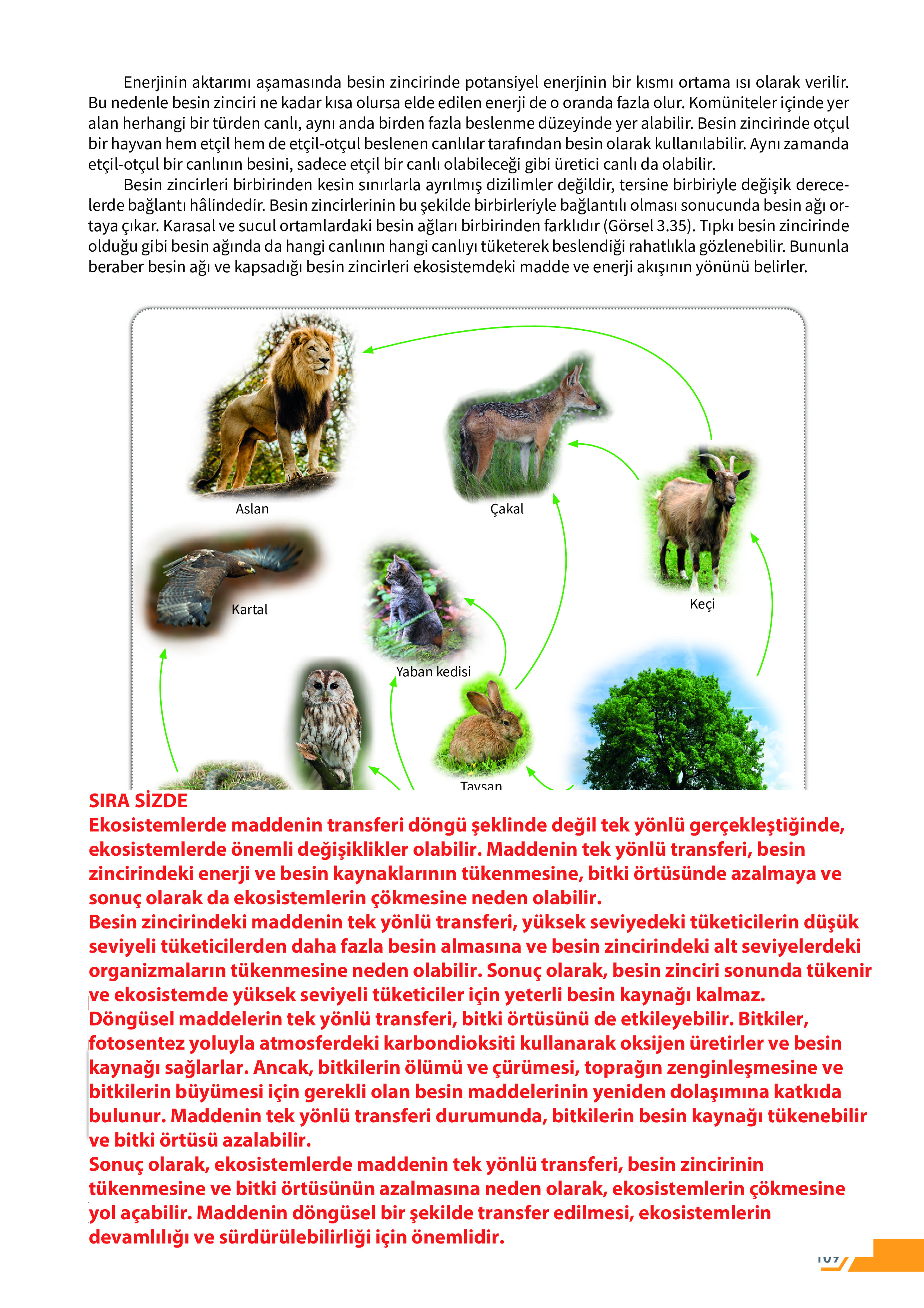 10. Sınıf Meb Yayınları Fen Lisesi Biyoloji Ders Kitabı Sayfa 109 Cevapları