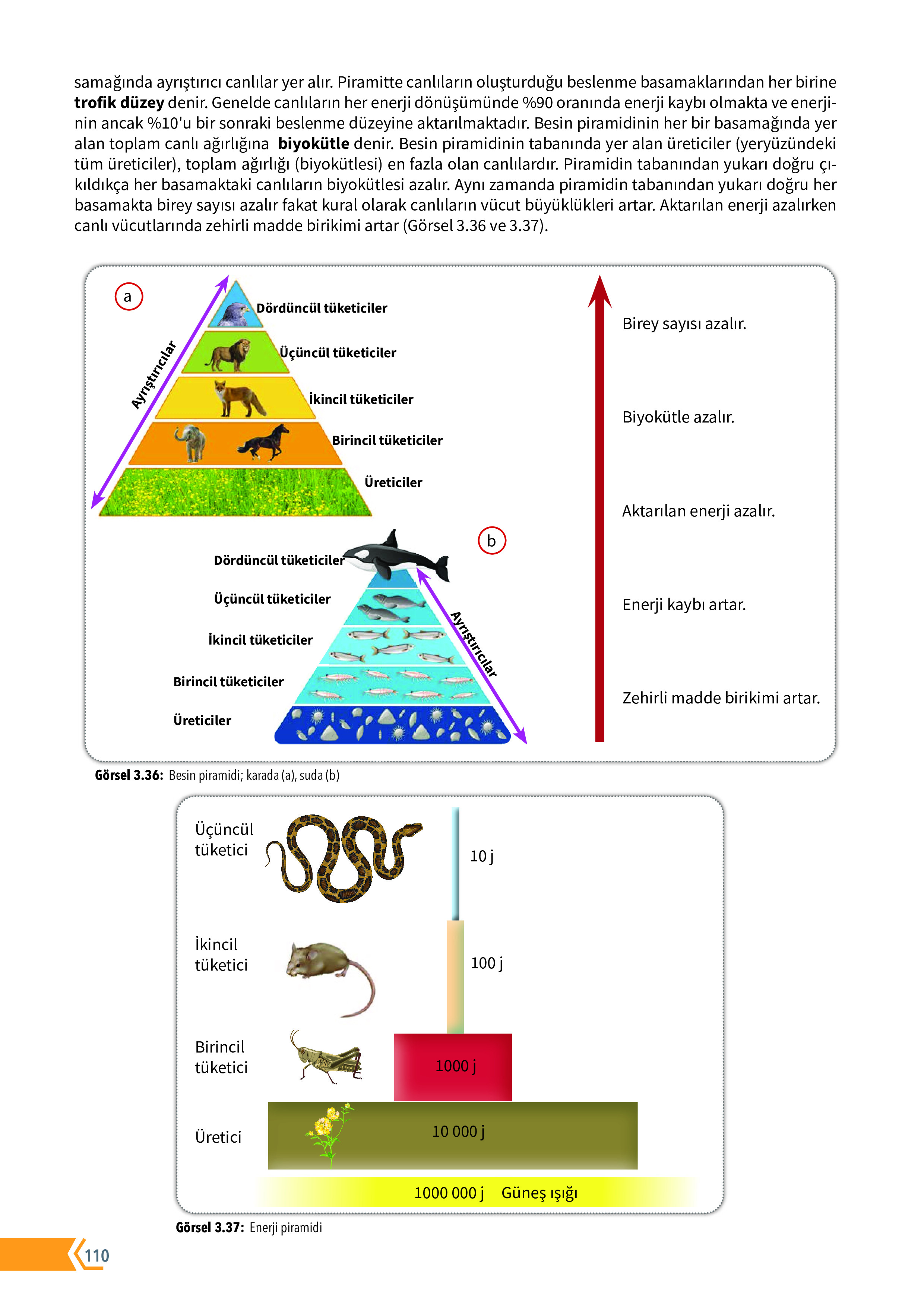 10. Sınıf Meb Yayınları Fen Lisesi Biyoloji Ders Kitabı Sayfa 110 Cevapları