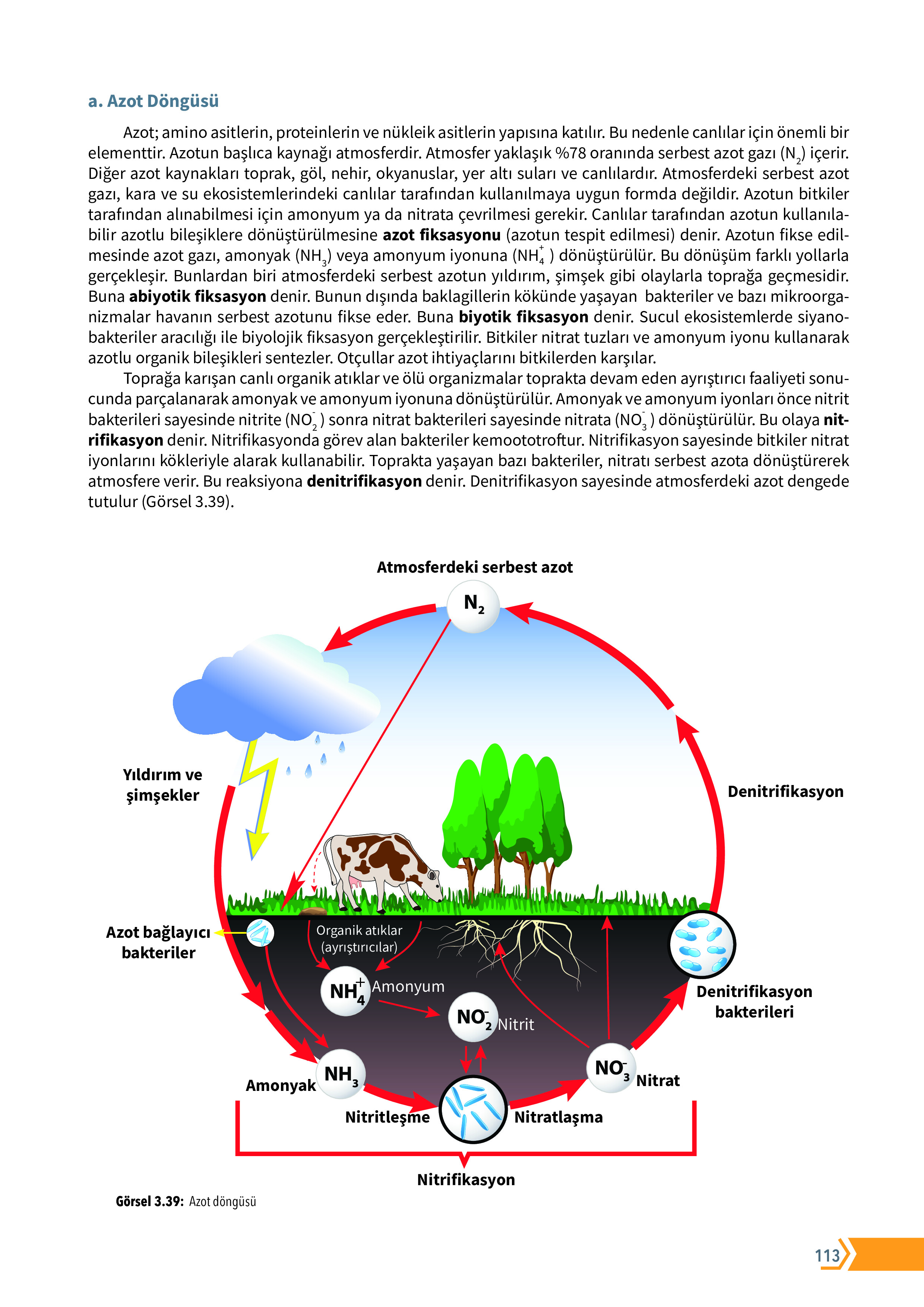 10. Sınıf Meb Yayınları Fen Lisesi Biyoloji Ders Kitabı Sayfa 113 Cevapları