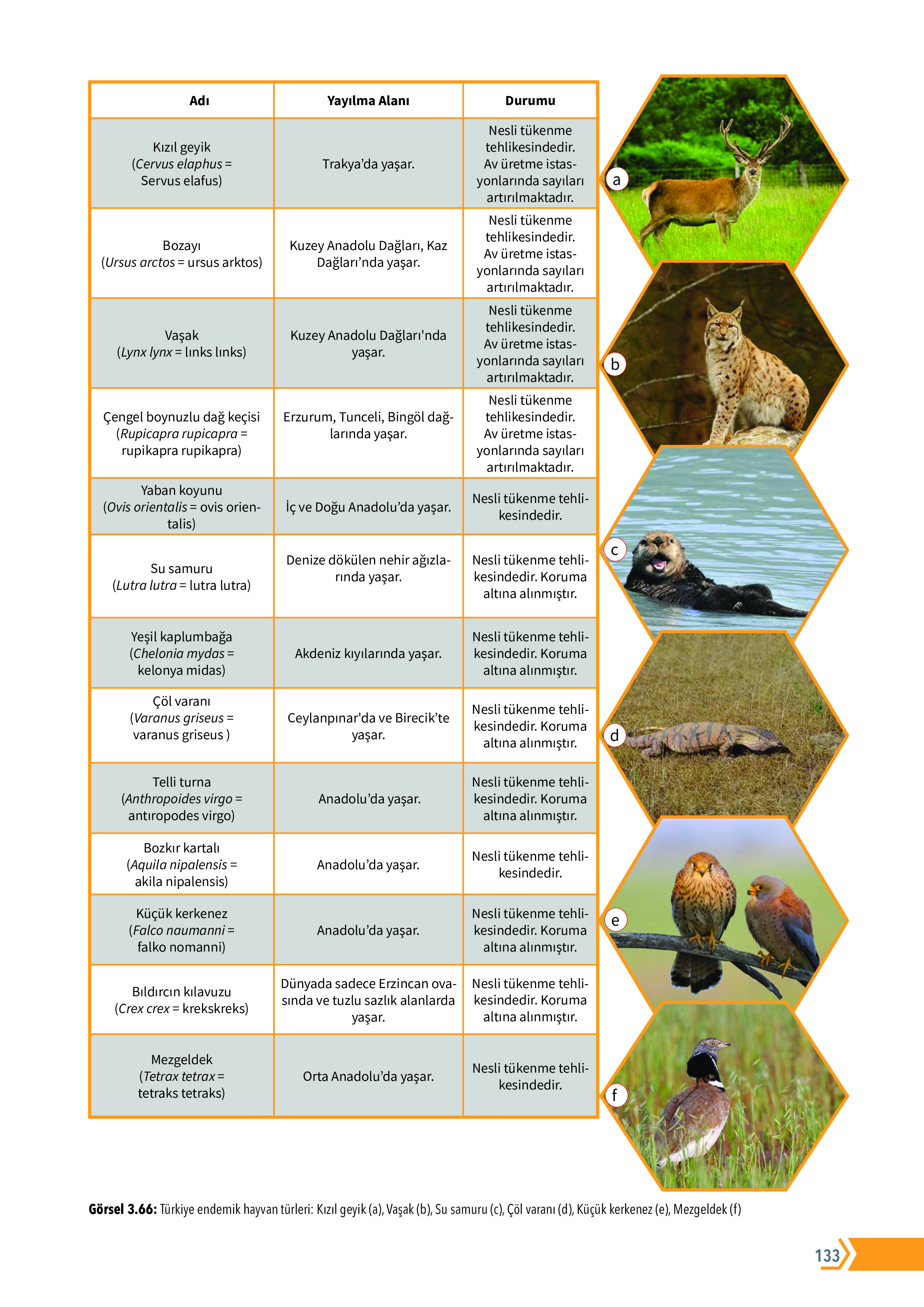 10. Sınıf Meb Yayınları Fen Lisesi Biyoloji Ders Kitabı Sayfa 133 Cevapları