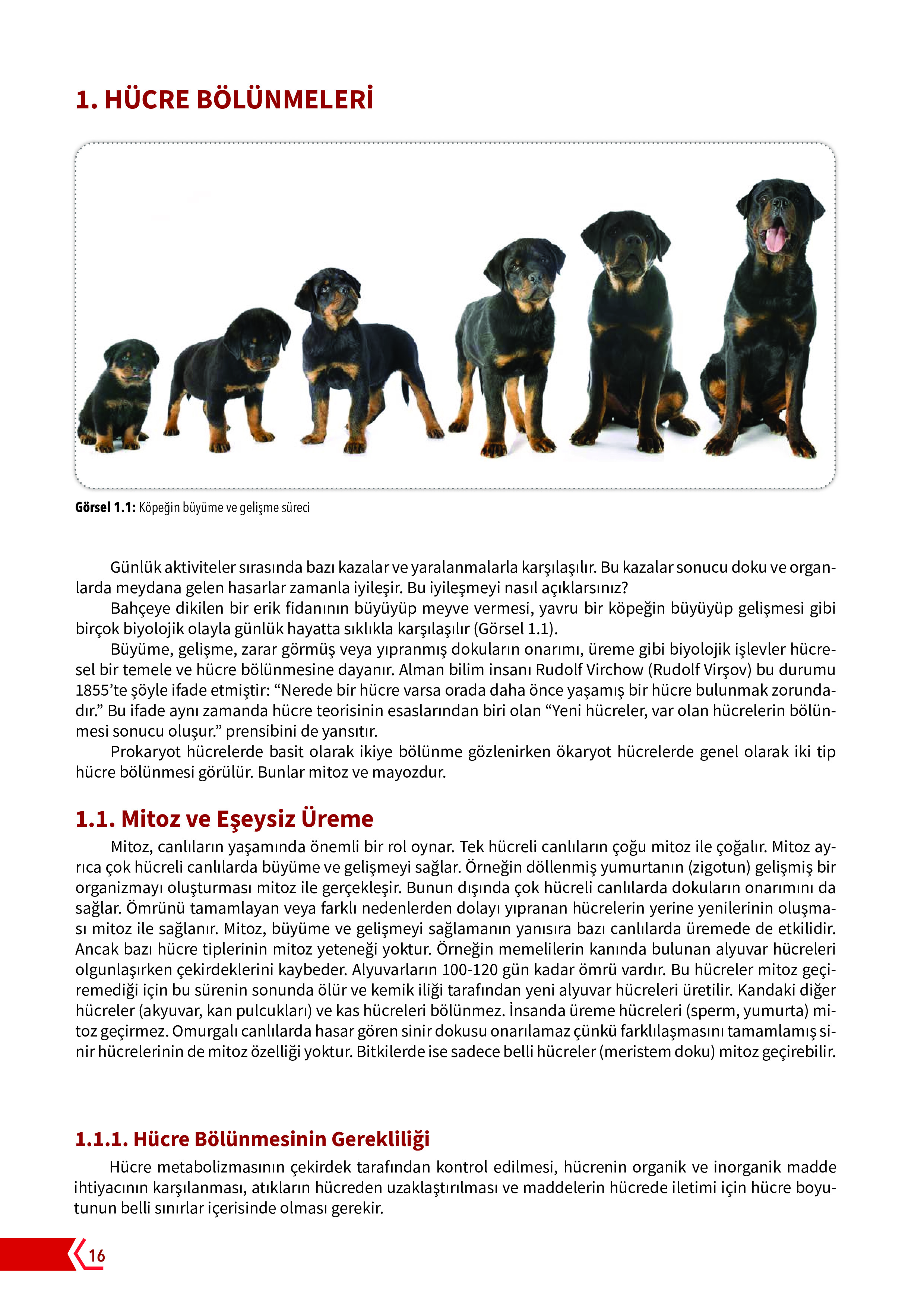 10. Sınıf Meb Yayınları Fen Lisesi Biyoloji Ders Kitabı Sayfa 16 Cevapları 10. Sınıf Meb Yayınları Fen Lisesi Biyoloji Ders Kitabı Sayfa 16 Cevapları