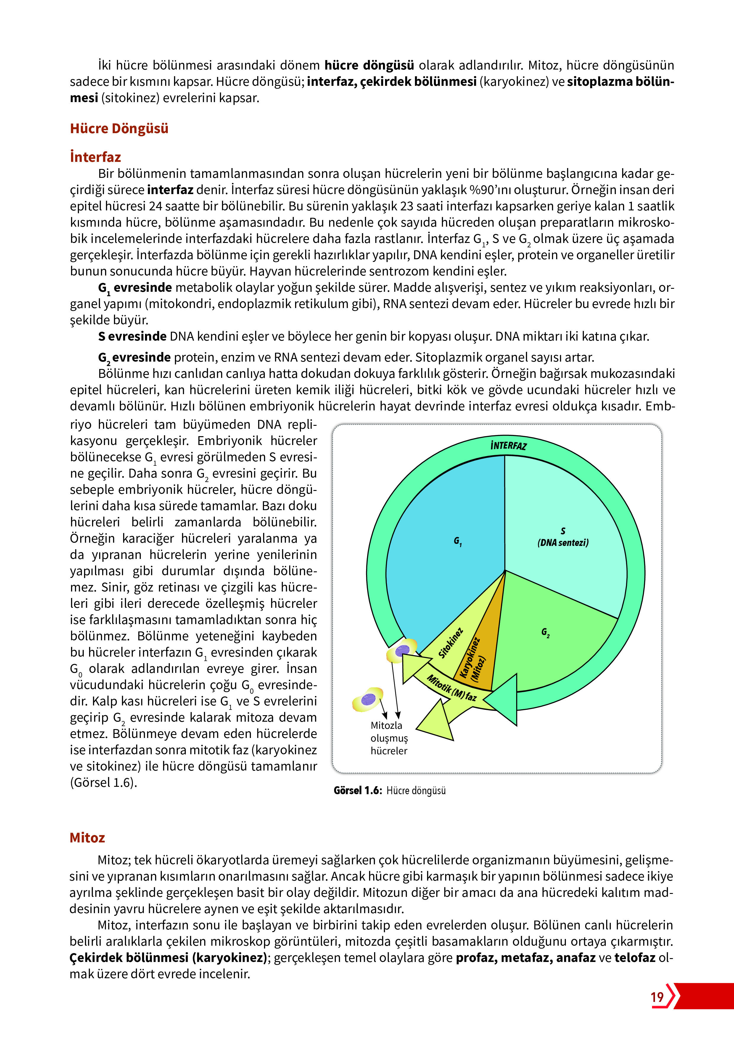 10. Sınıf Meb Yayınları Fen Lisesi Biyoloji Ders Kitabı Sayfa 19 Cevapları 10. Sınıf Meb Yayınları Fen Lisesi Biyoloji Ders Kitabı Sayfa 19 Cevapları