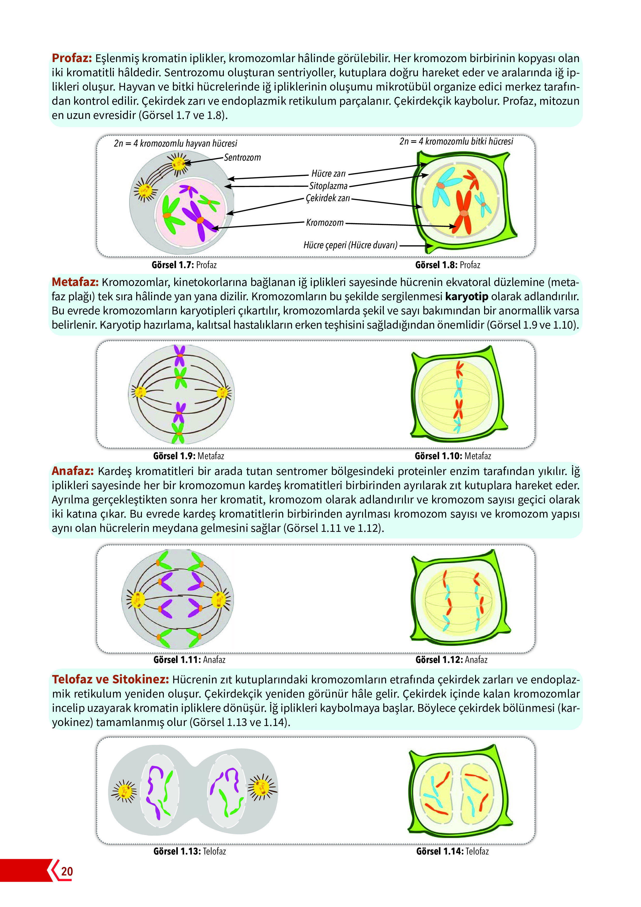 10. Sınıf Meb Yayınları Fen Lisesi Biyoloji Ders Kitabı Sayfa 20 Cevapları 10. Sınıf Meb Yayınları Fen Lisesi Biyoloji Ders Kitabı Sayfa 20 Cevapları