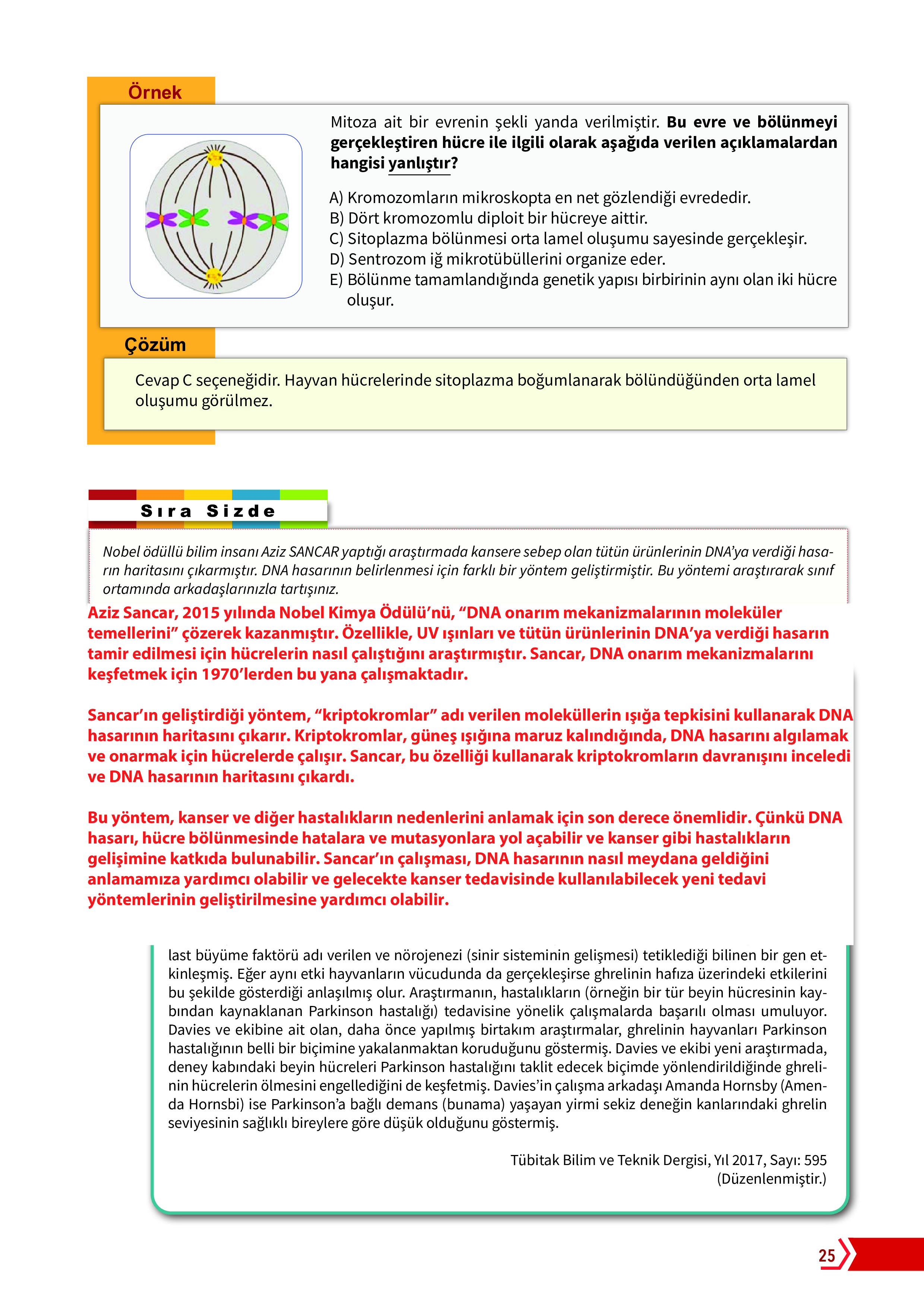 10. Sınıf Meb Yayınları Fen Lisesi Biyoloji Ders Kitabı Sayfa 25 Cevapları