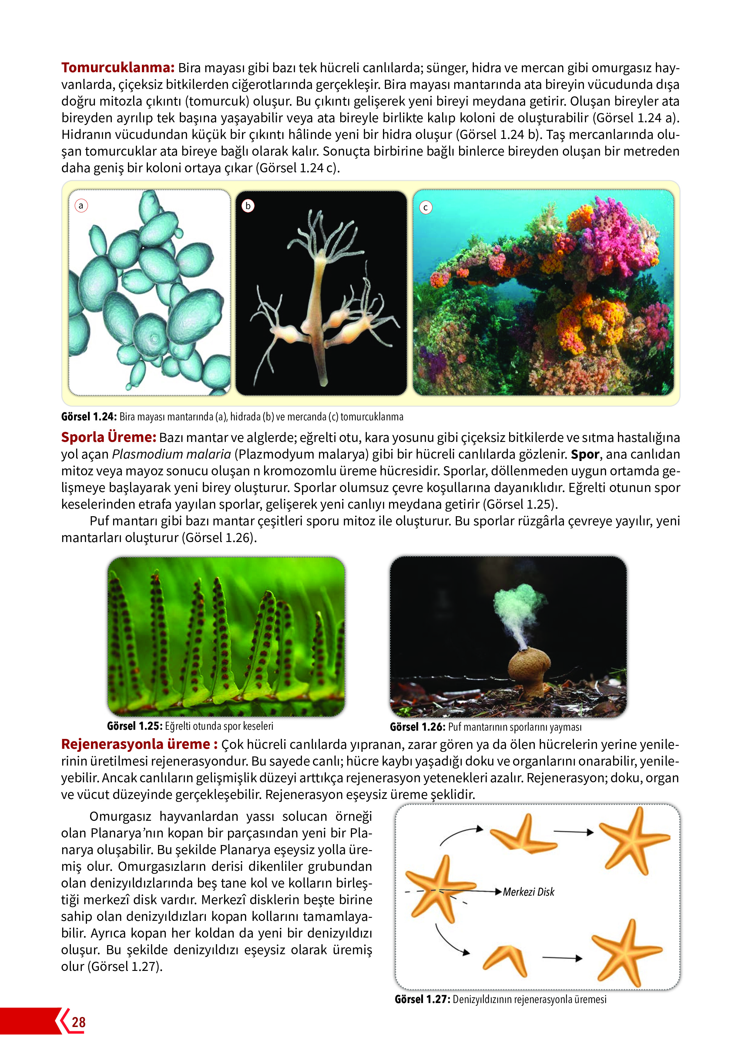 10. Sınıf Meb Yayınları Fen Lisesi Biyoloji Ders Kitabı Sayfa 28 Cevapları