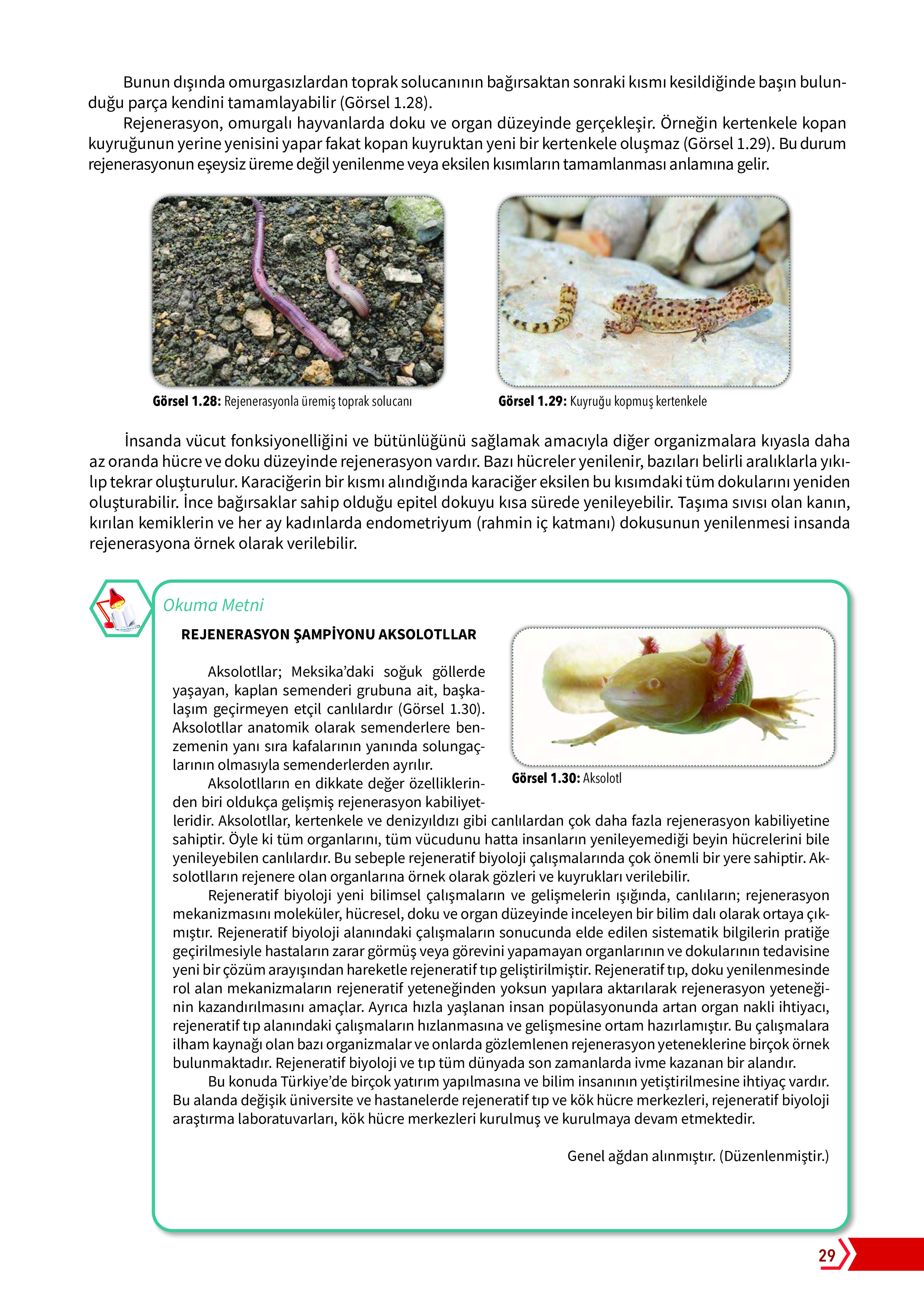 10. Sınıf Meb Yayınları Fen Lisesi Biyoloji Ders Kitabı Sayfa 29 Cevapları 10. Sınıf Meb Yayınları Fen Lisesi Biyoloji Ders Kitabı Sayfa 29 Cevapları