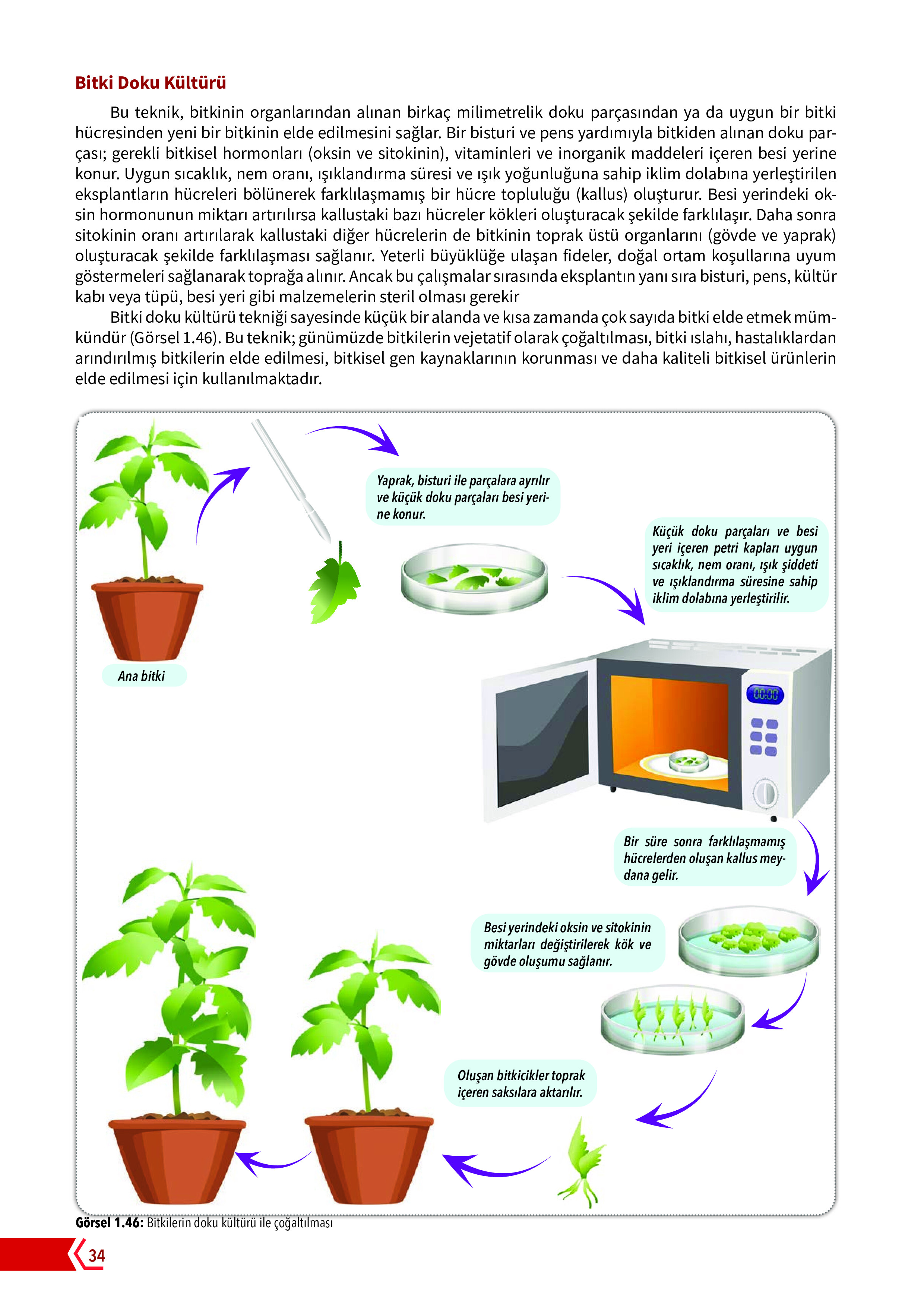 10. Sınıf Meb Yayınları Fen Lisesi Biyoloji Ders Kitabı Sayfa 34 Cevapları
