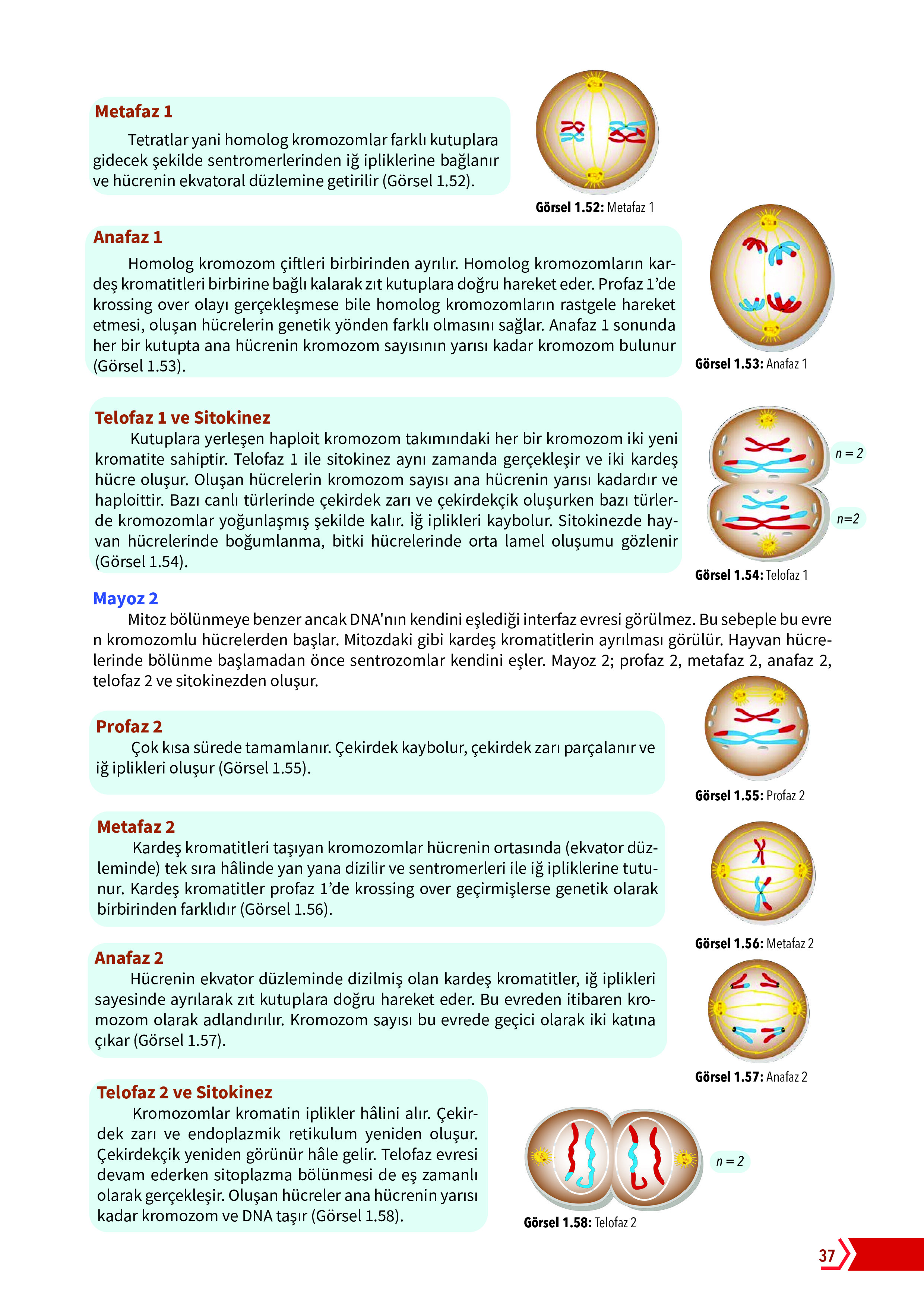 10. Sınıf Meb Yayınları Fen Lisesi Biyoloji Ders Kitabı Sayfa 37 Cevapları 10. Sınıf Meb Yayınları Fen Lisesi Biyoloji Ders Kitabı Sayfa 37 Cevapları