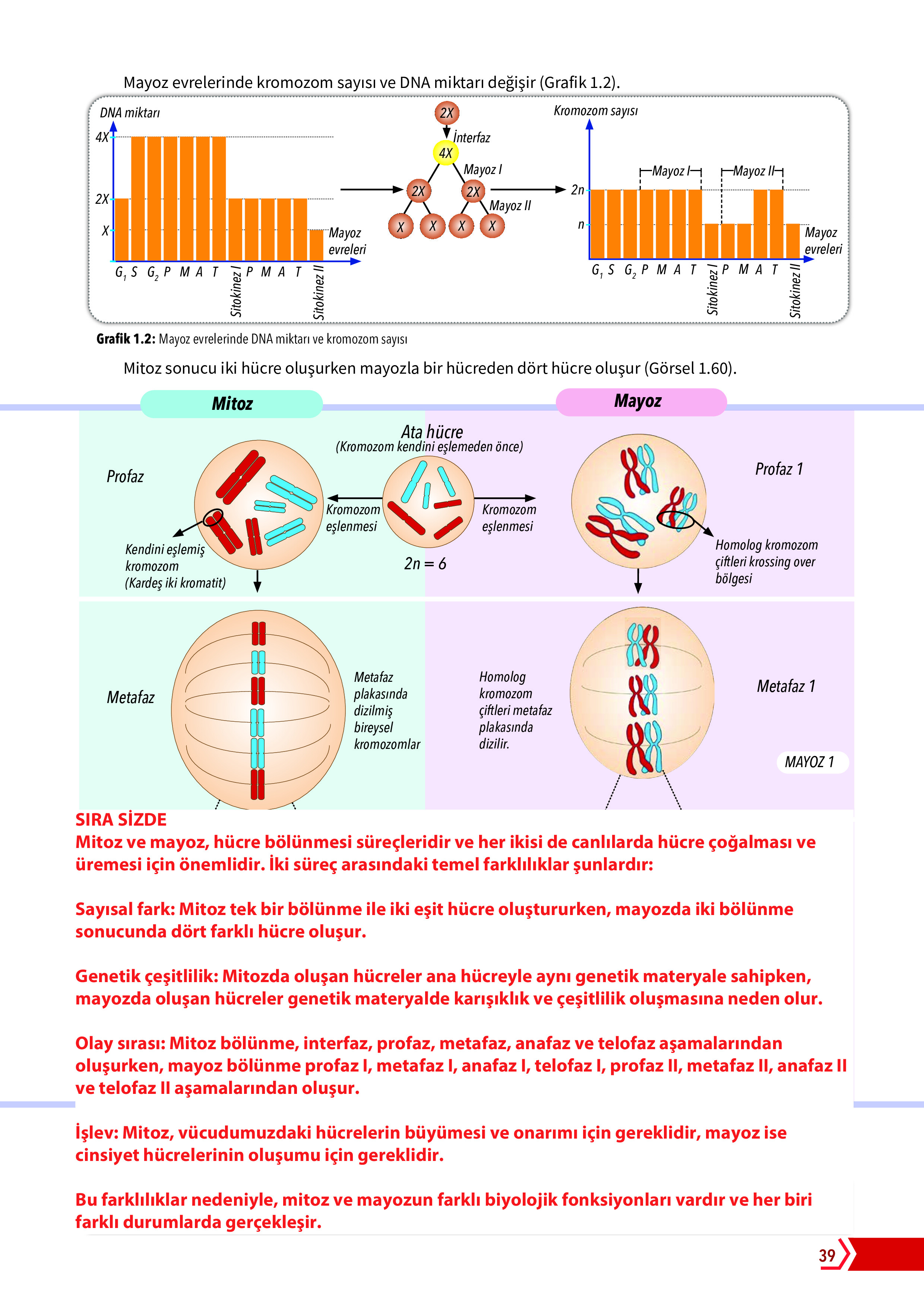 10. Sınıf Meb Yayınları Fen Lisesi Biyoloji Ders Kitabı Sayfa 39 Cevapları 10. Sınıf Meb Yayınları Fen Lisesi Biyoloji Ders Kitabı Sayfa 39 Cevapları