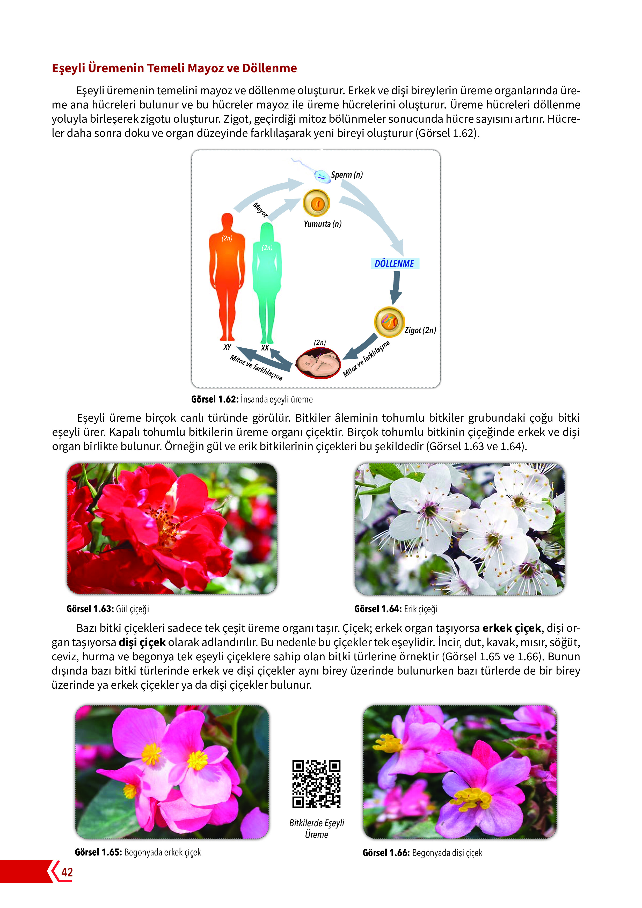 10. Sınıf Meb Yayınları Fen Lisesi Biyoloji Ders Kitabı Sayfa 42 Cevapları 10. Sınıf Meb Yayınları Fen Lisesi Biyoloji Ders Kitabı Sayfa 42 Cevapları