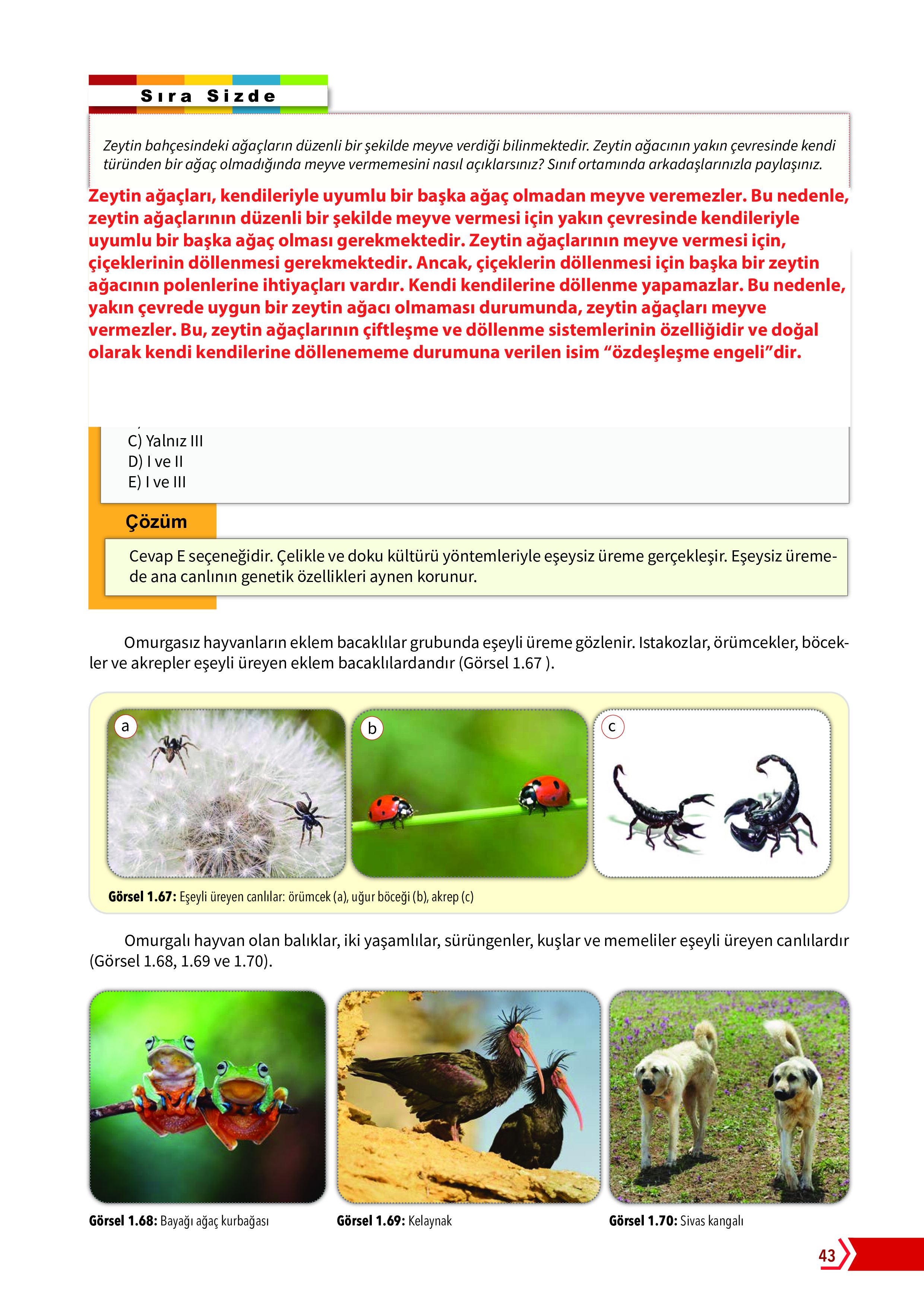 10. Sınıf Meb Yayınları Fen Lisesi Biyoloji Ders Kitabı Sayfa 43 Cevapları