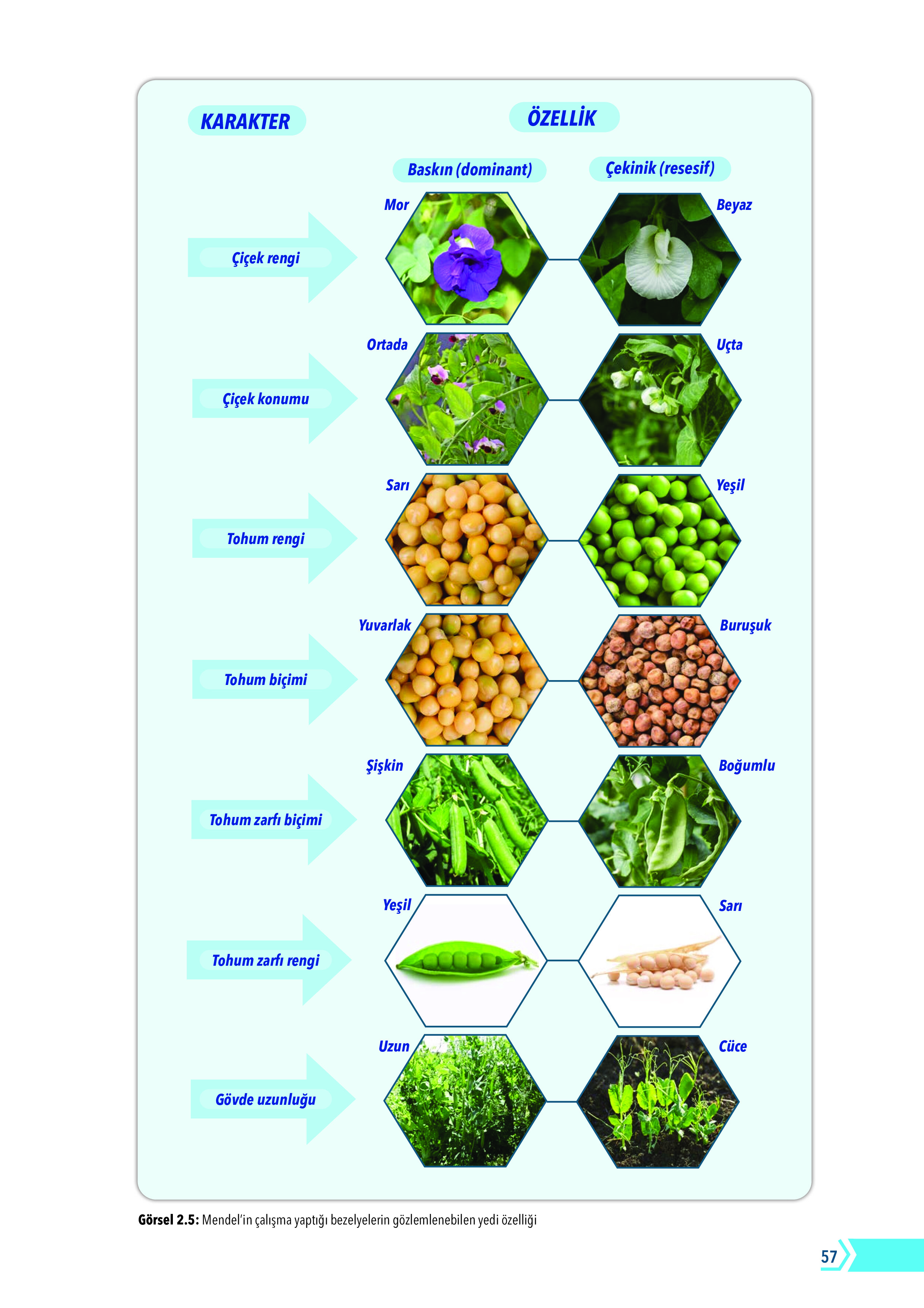 10. Sınıf Meb Yayınları Fen Lisesi Biyoloji Ders Kitabı Sayfa 57 Cevapları