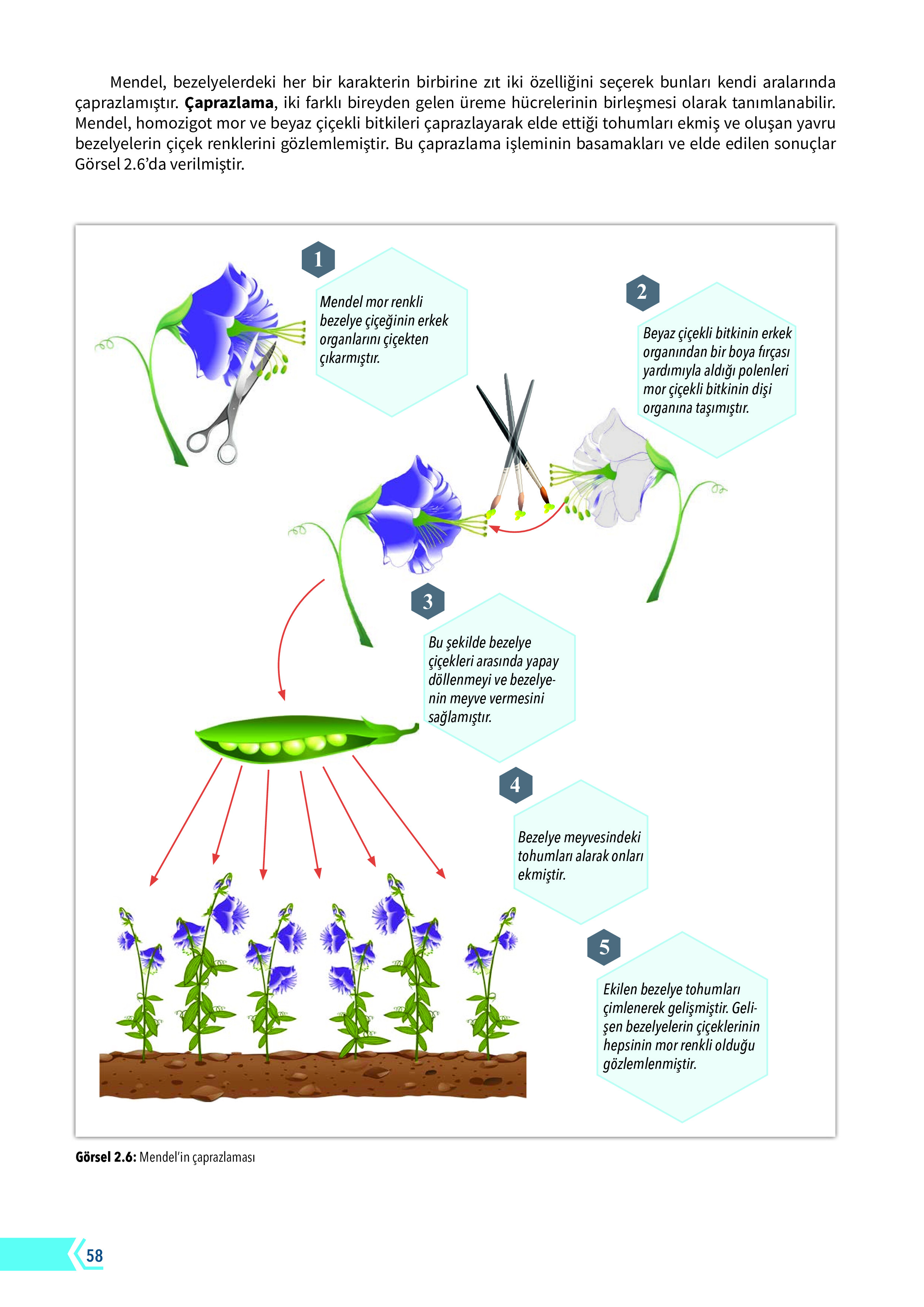 10. Sınıf Meb Yayınları Fen Lisesi Biyoloji Ders Kitabı Sayfa 58 Cevapları
