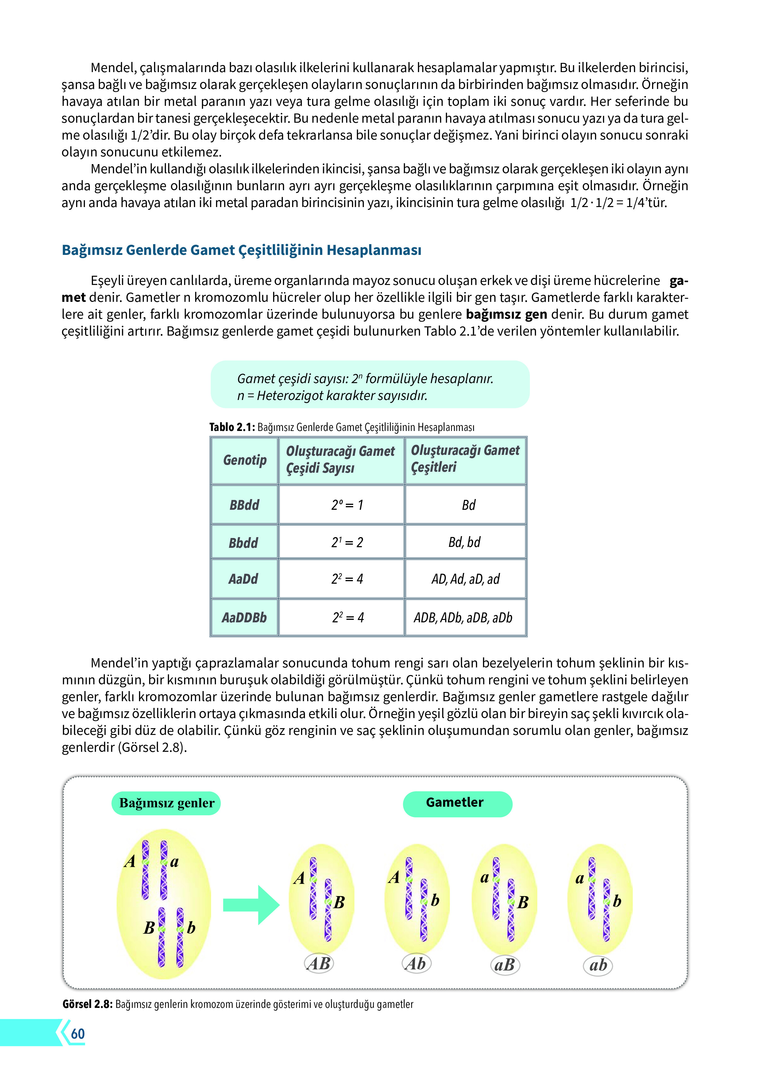10. Sınıf Meb Yayınları Fen Lisesi Biyoloji Ders Kitabı Sayfa 60 Cevapları