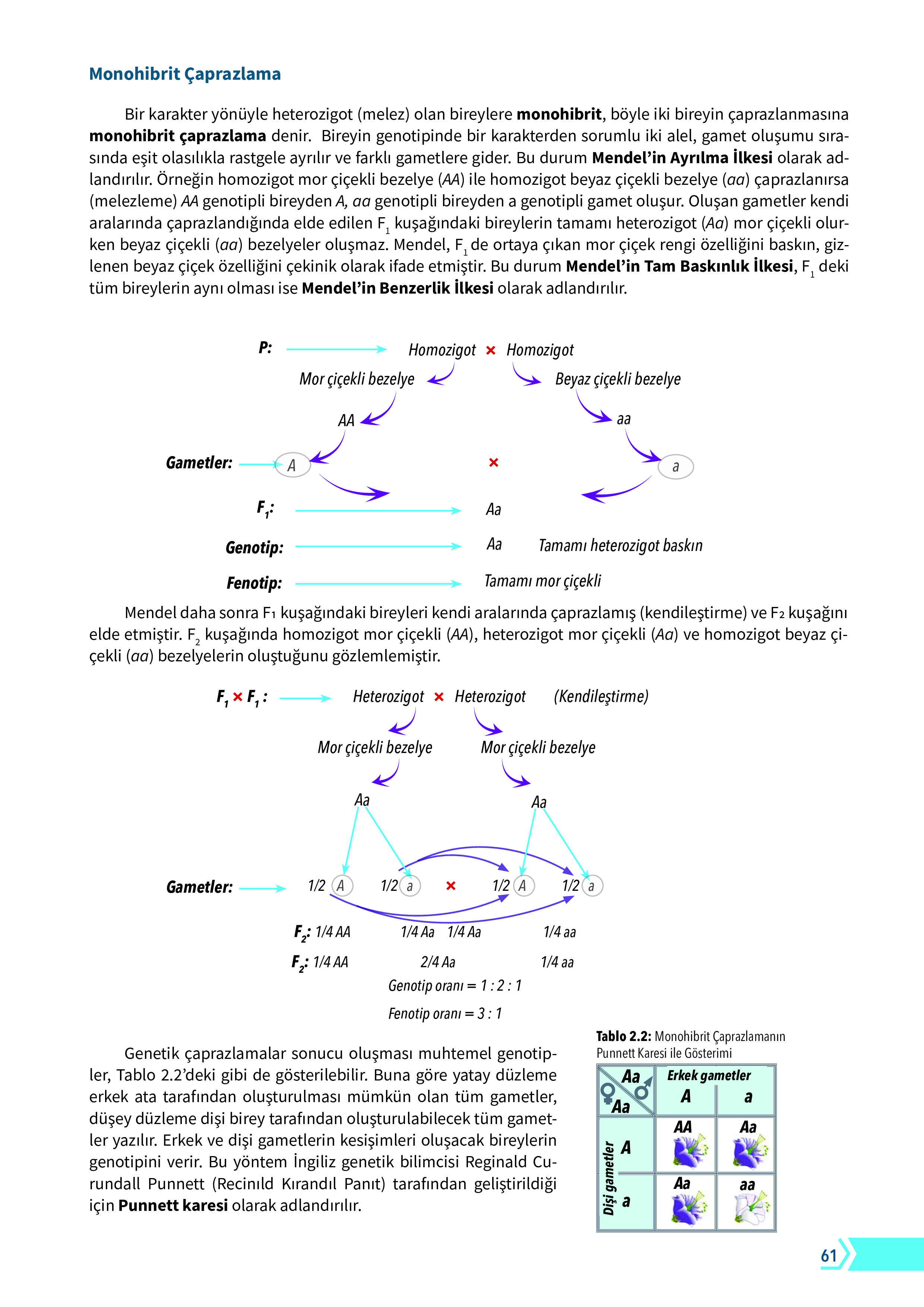 10. Sınıf Meb Yayınları Fen Lisesi Biyoloji Ders Kitabı Sayfa 61 Cevapları 10. Sınıf Meb Yayınları Fen Lisesi Biyoloji Ders Kitabı Sayfa 61 Cevapları