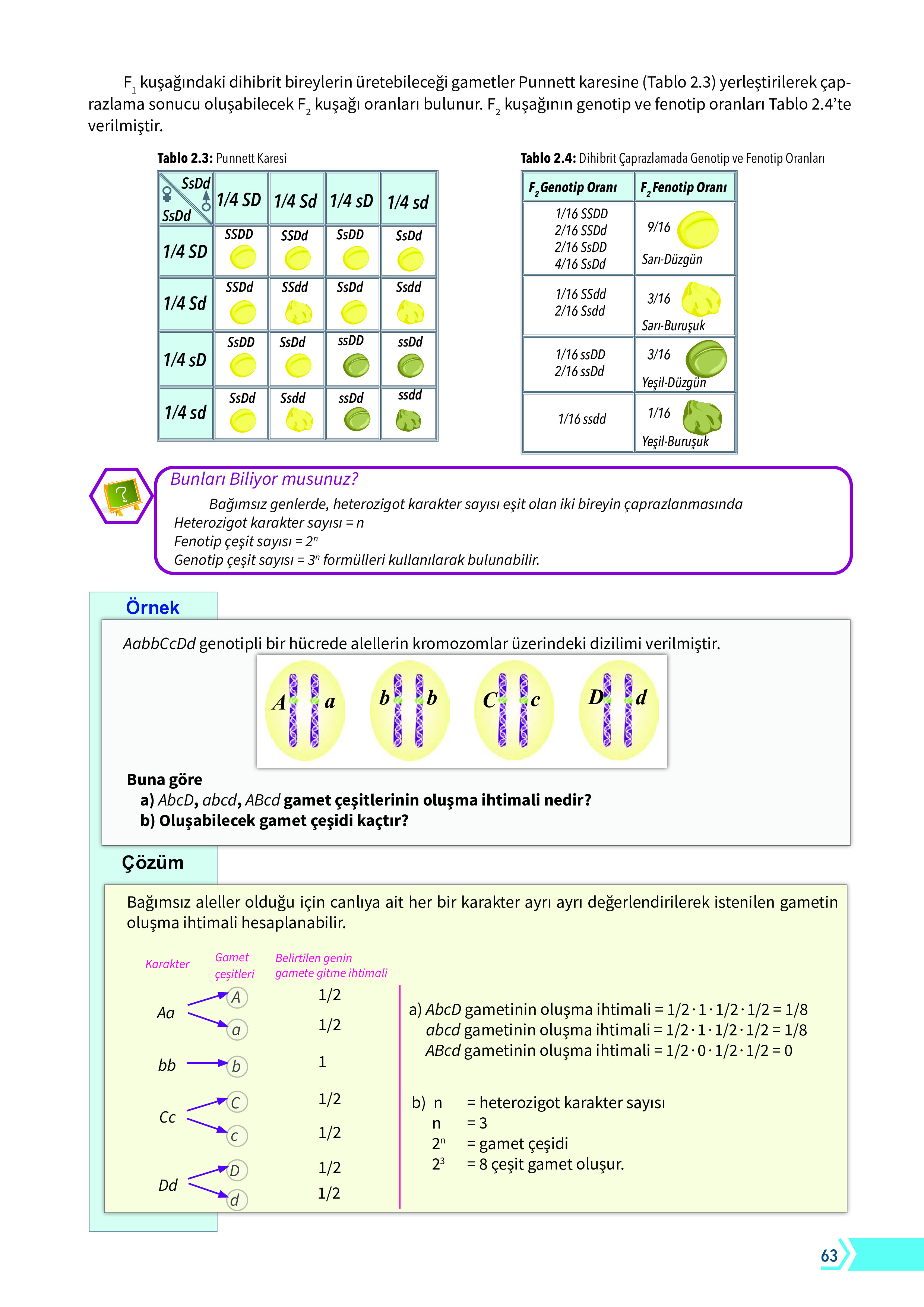 10. Sınıf Meb Yayınları Fen Lisesi Biyoloji Ders Kitabı Sayfa 63 Cevapları