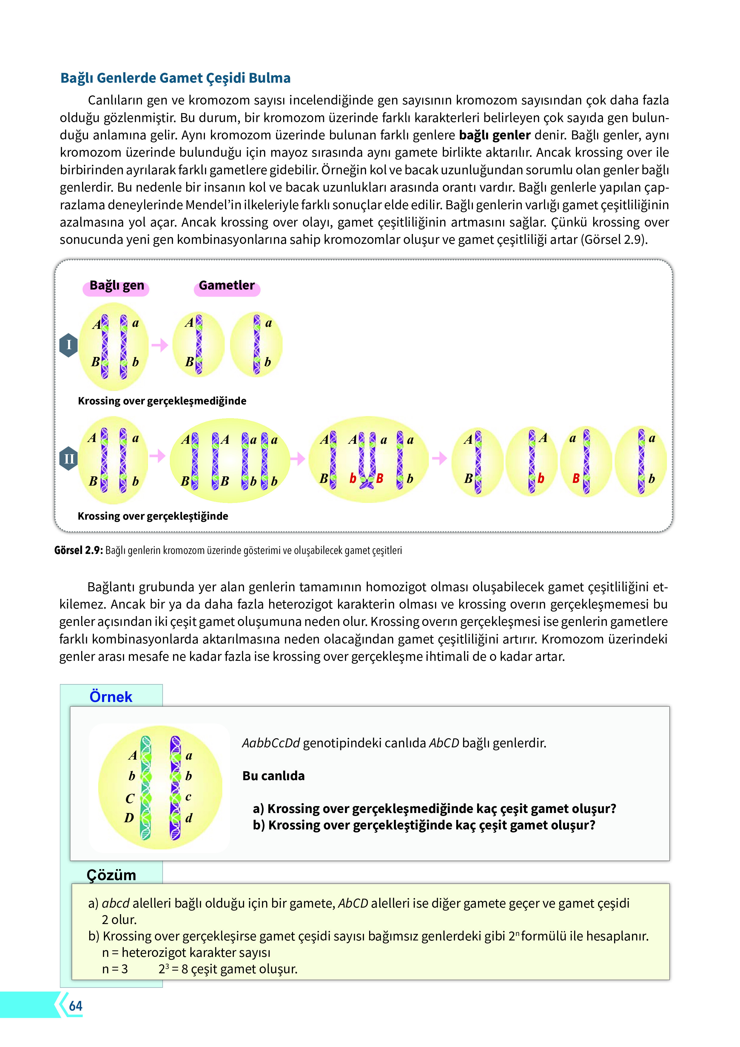 10. Sınıf Meb Yayınları Fen Lisesi Biyoloji Ders Kitabı Sayfa 64 Cevapları 10. Sınıf Meb Yayınları Fen Lisesi Biyoloji Ders Kitabı Sayfa 64 Cevapları