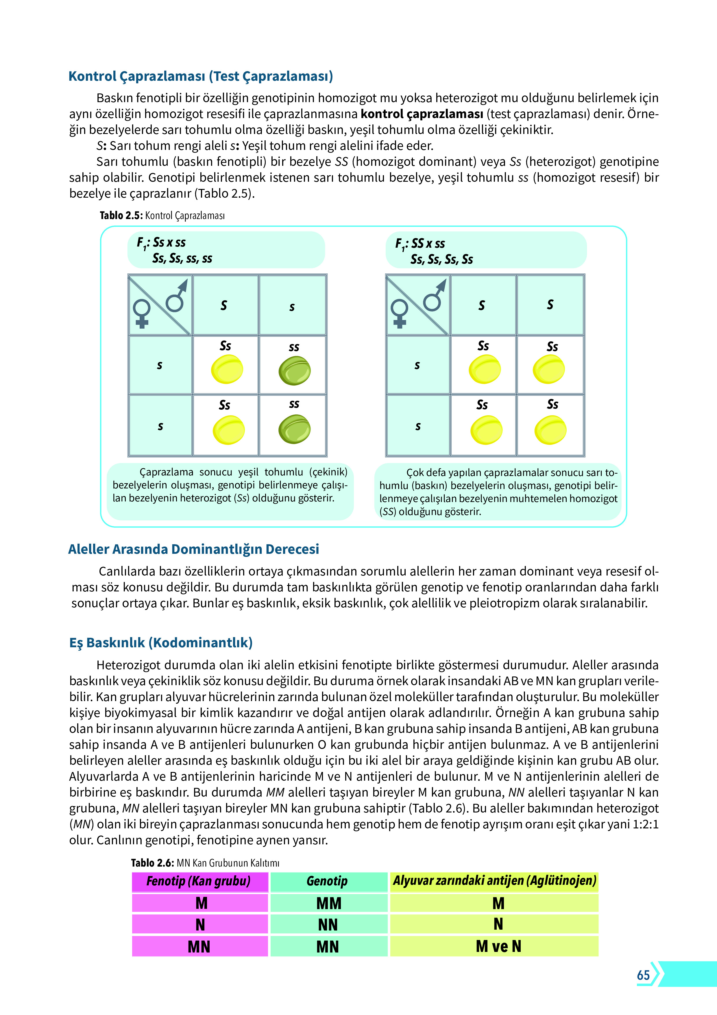10. Sınıf Meb Yayınları Fen Lisesi Biyoloji Ders Kitabı Sayfa 65 Cevapları