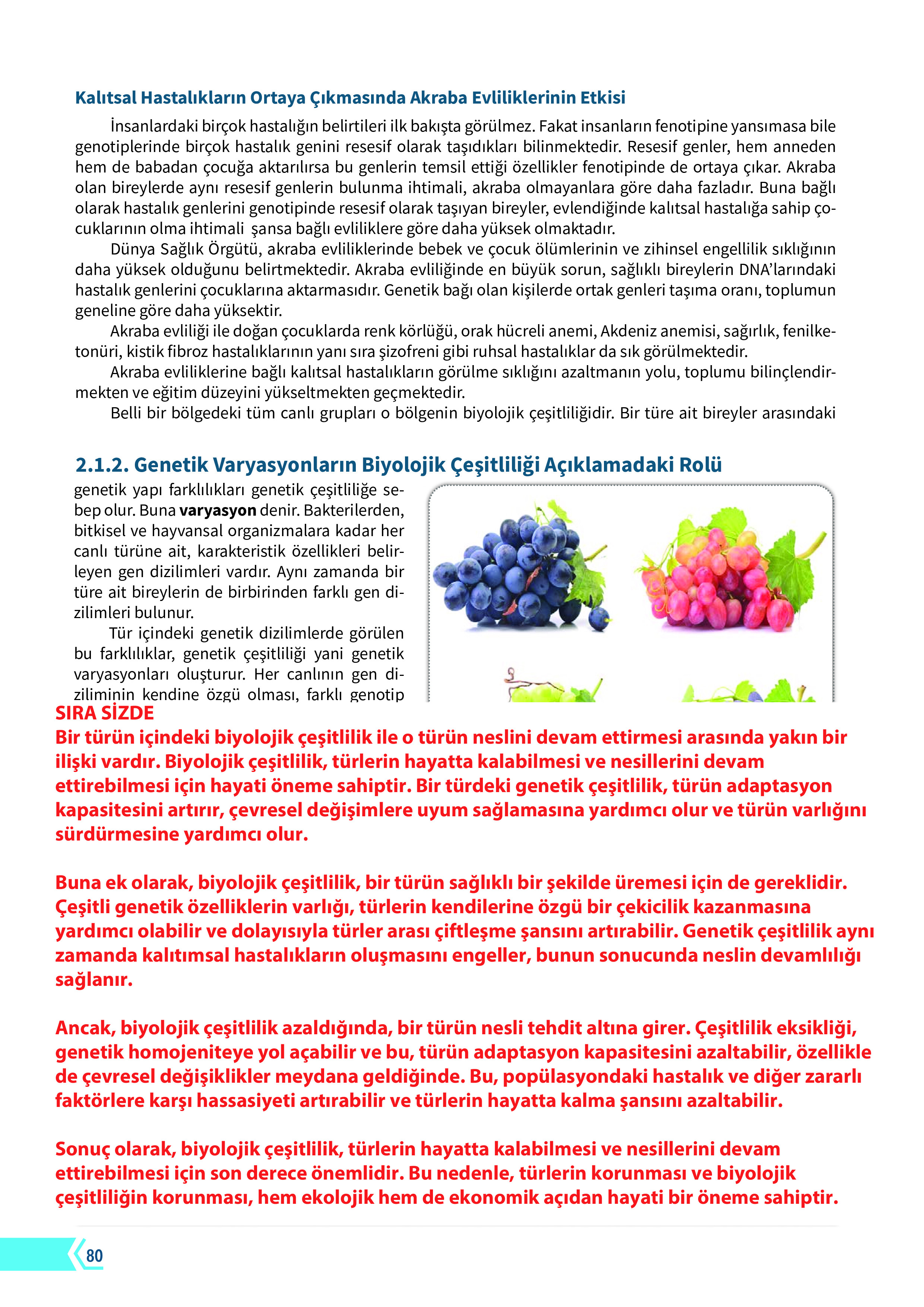 10. Sınıf Meb Yayınları Fen Lisesi Biyoloji Ders Kitabı Sayfa 80 Cevapları