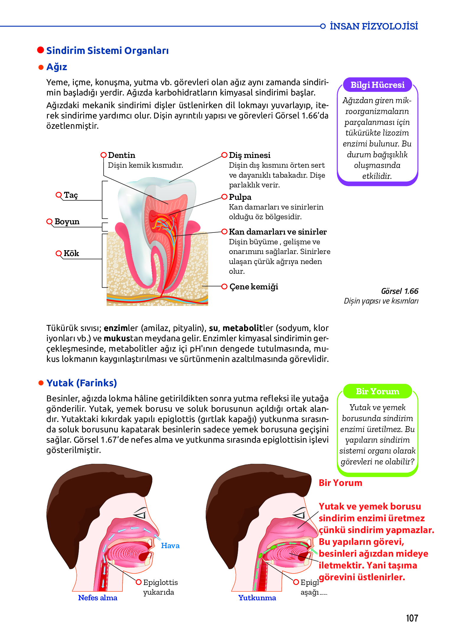 11. Sınıf Meb Yayınları Fen Lisesi Biyoloji Ders Kitabı Sayfa 107 Cevapları 11. Sınıf Meb Yayınları Fen Lisesi Biyoloji Ders Kitabı Sayfa 107 Cevapları