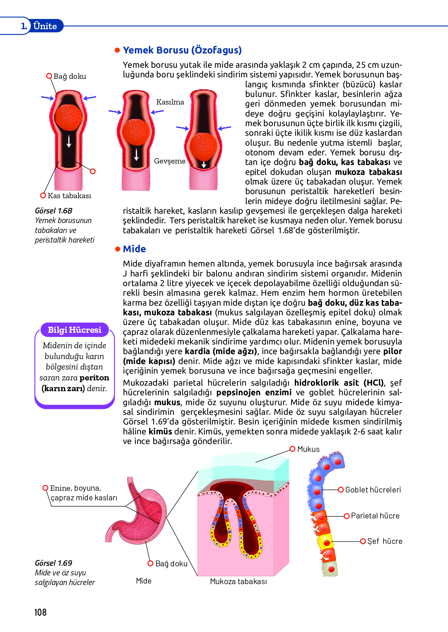 11. Sınıf Meb Yayınları Fen Lisesi Biyoloji Ders Kitabı Sayfa 108 Cevapları