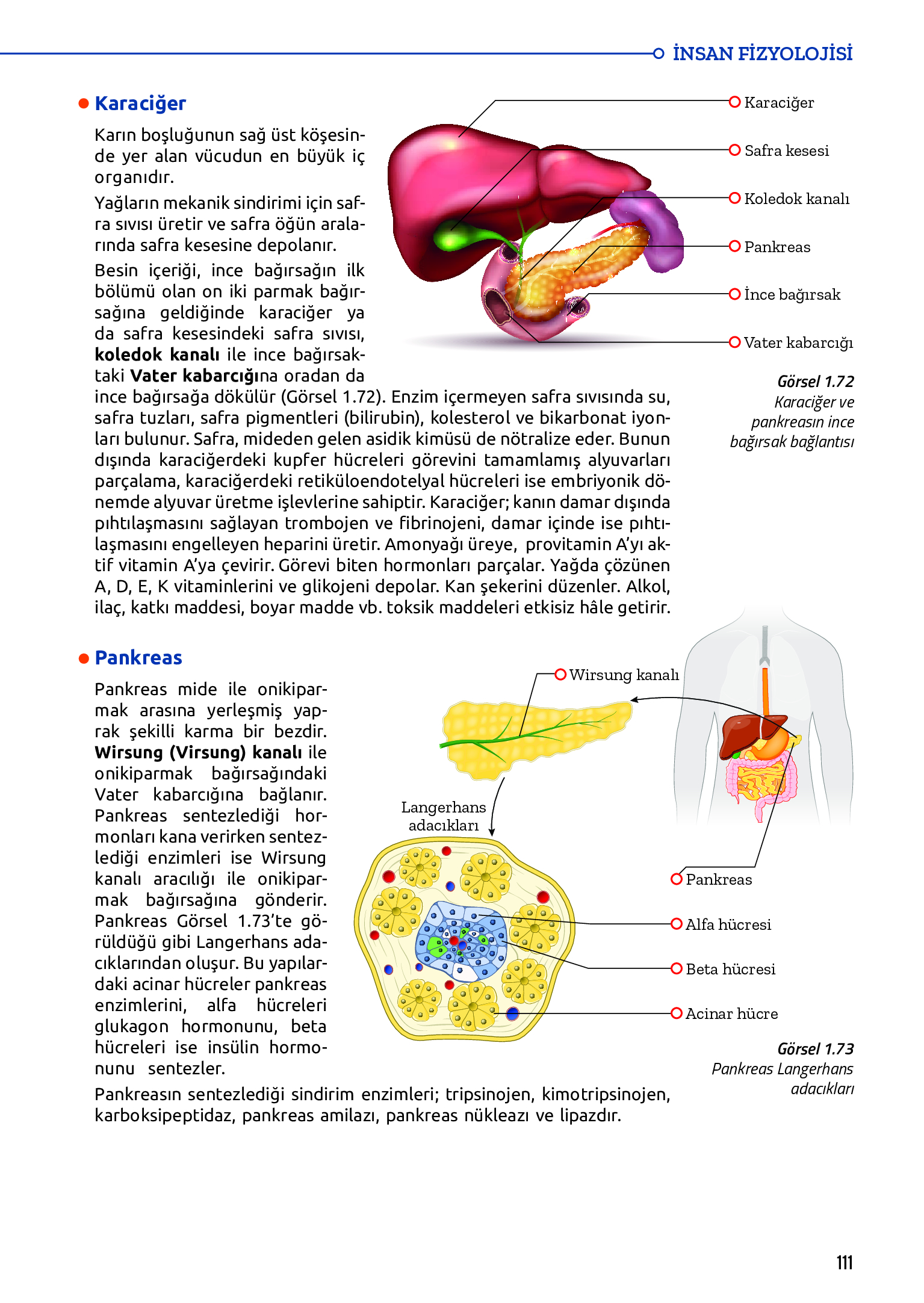 11. Sınıf Meb Yayınları Fen Lisesi Biyoloji Ders Kitabı Sayfa 111 Cevapları