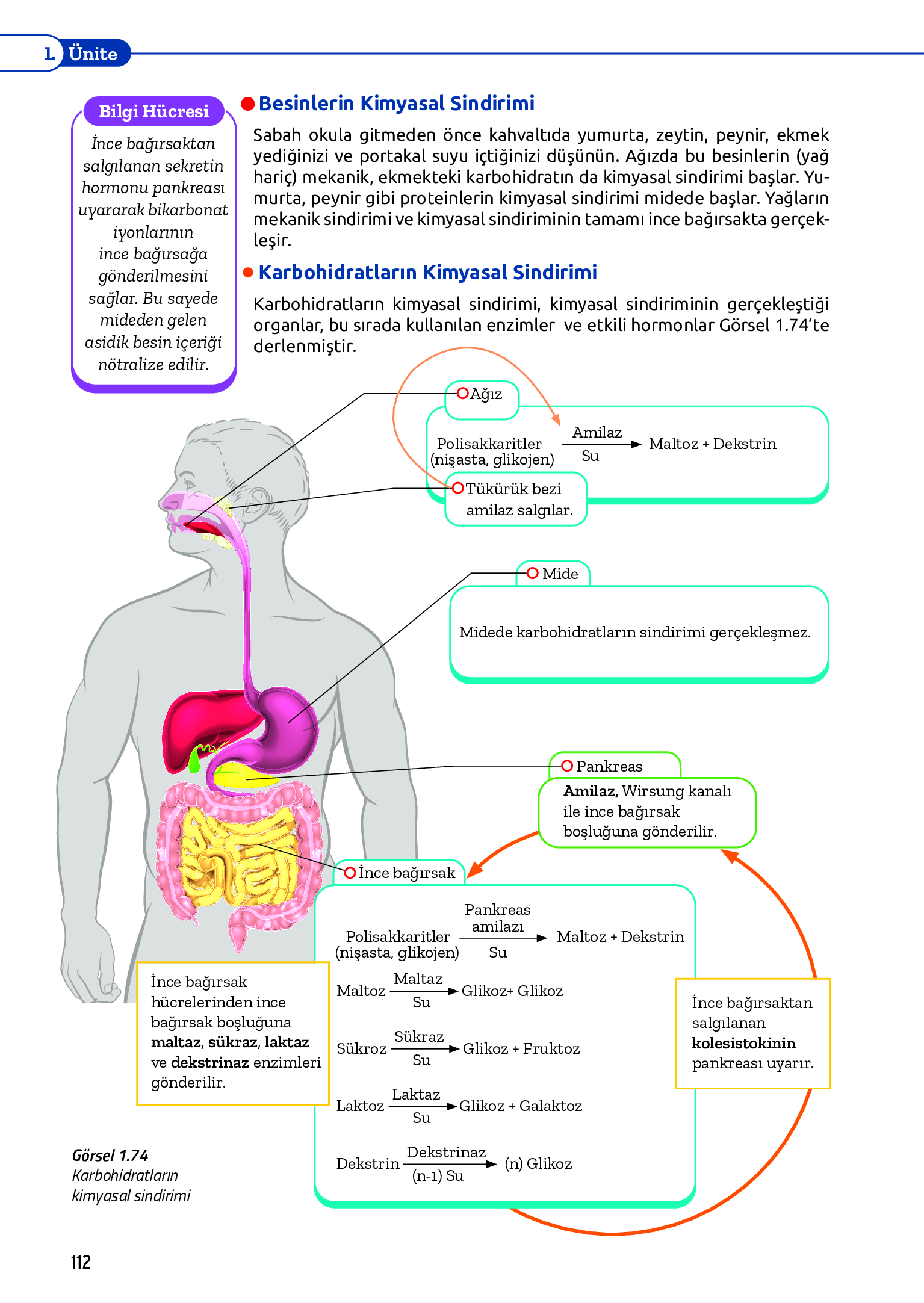 11. Sınıf Meb Yayınları Fen Lisesi Biyoloji Ders Kitabı Sayfa 112 Cevapları 11. Sınıf Meb Yayınları Fen Lisesi Biyoloji Ders Kitabı Sayfa 112 Cevapları