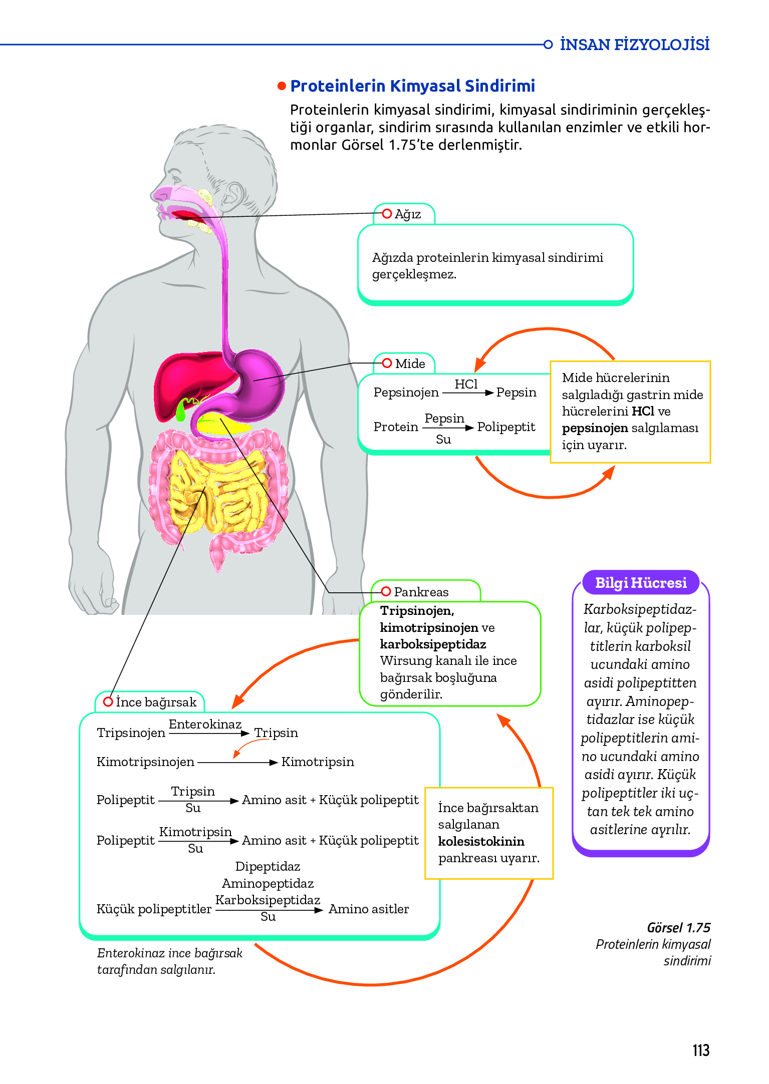11. Sınıf Meb Yayınları Fen Lisesi Biyoloji Ders Kitabı Sayfa 113 Cevapları