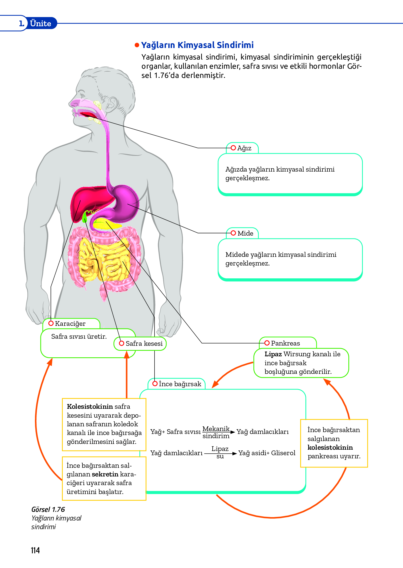 11. Sınıf Meb Yayınları Fen Lisesi Biyoloji Ders Kitabı Sayfa 114 Cevapları 11. Sınıf Meb Yayınları Fen Lisesi Biyoloji Ders Kitabı Sayfa 114 Cevapları
