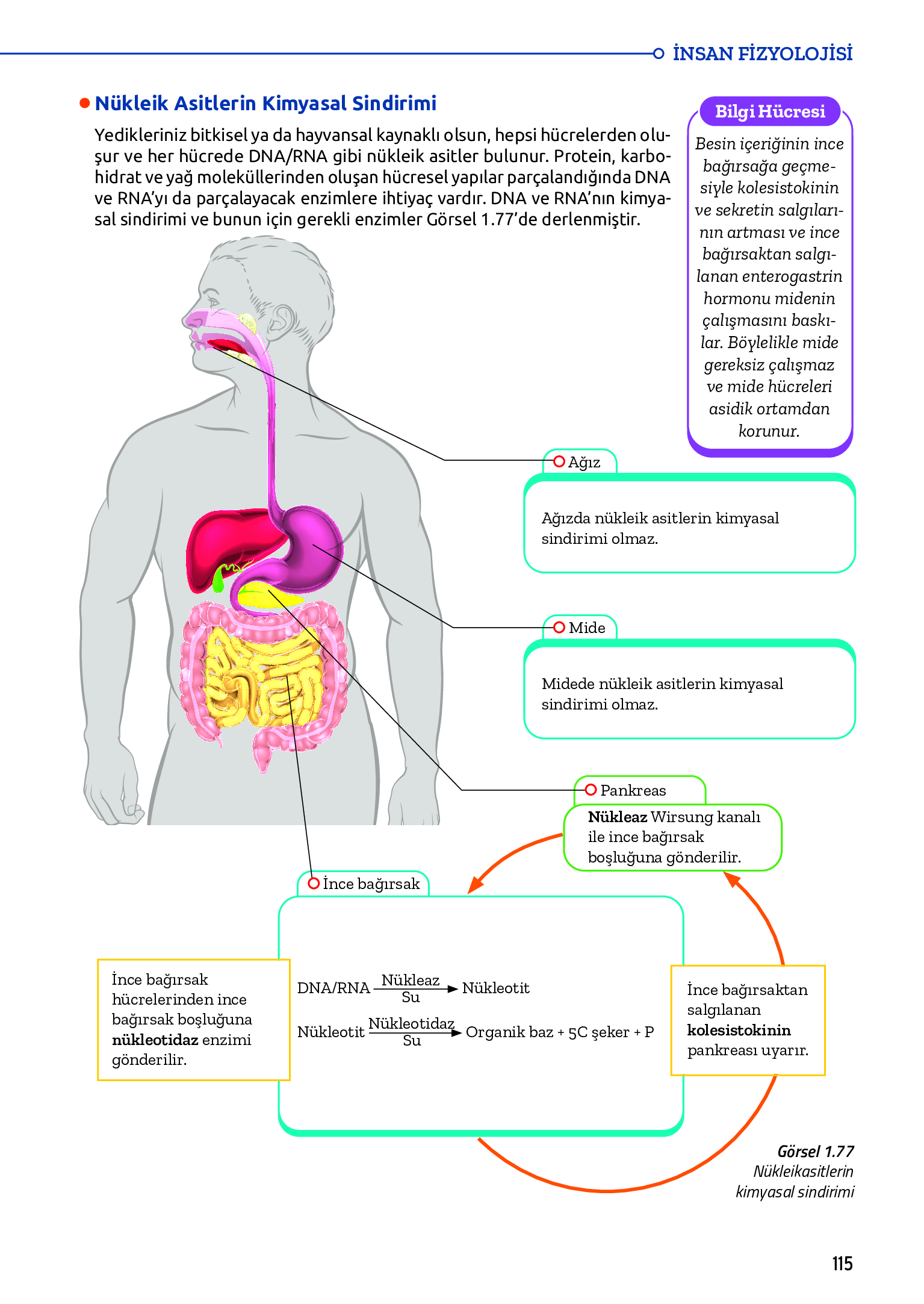 11. Sınıf Meb Yayınları Fen Lisesi Biyoloji Ders Kitabı Sayfa 115 Cevapları