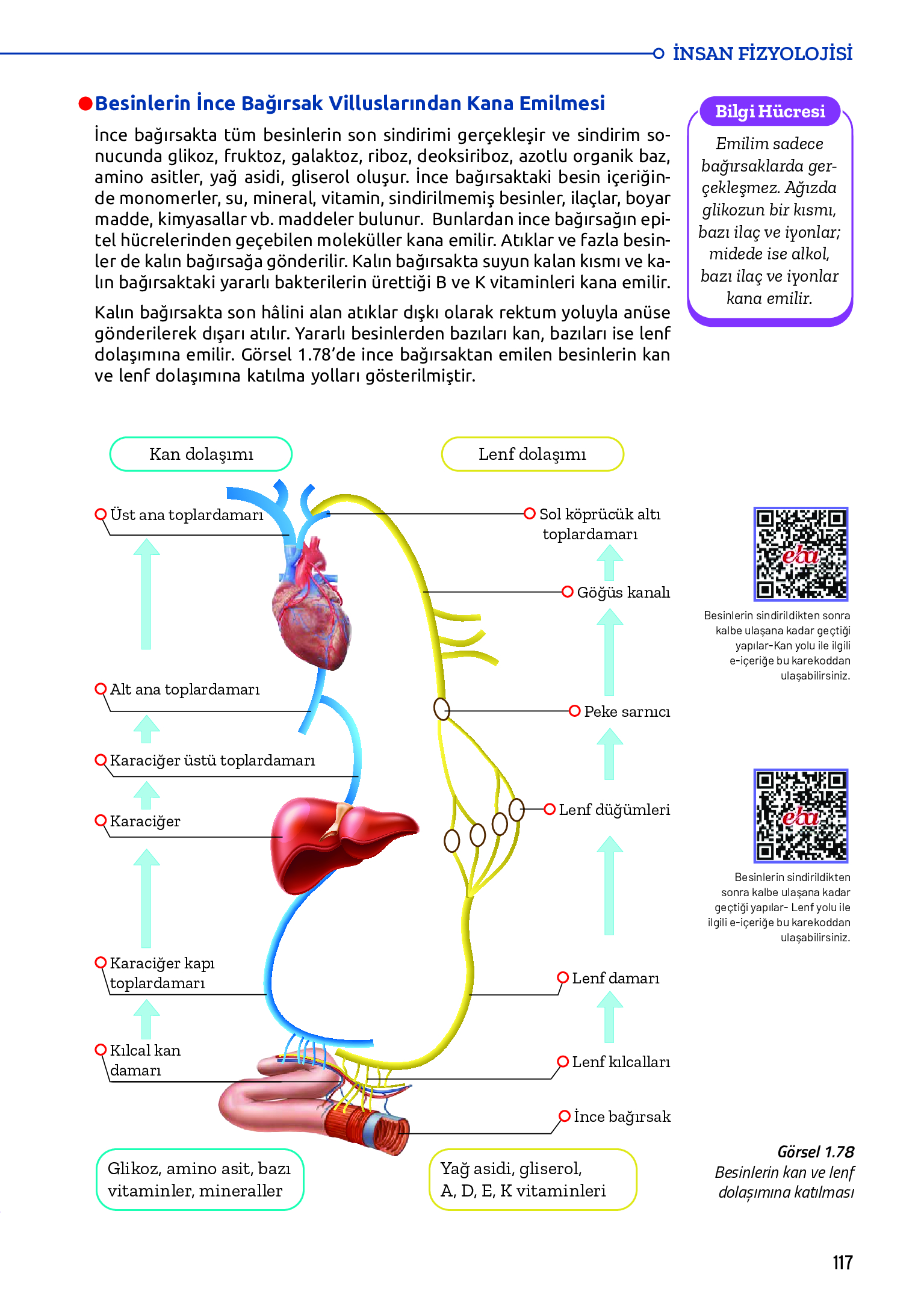 11. Sınıf Meb Yayınları Fen Lisesi Biyoloji Ders Kitabı Sayfa 117 Cevapları 11. Sınıf Meb Yayınları Fen Lisesi Biyoloji Ders Kitabı Sayfa 117 Cevapları