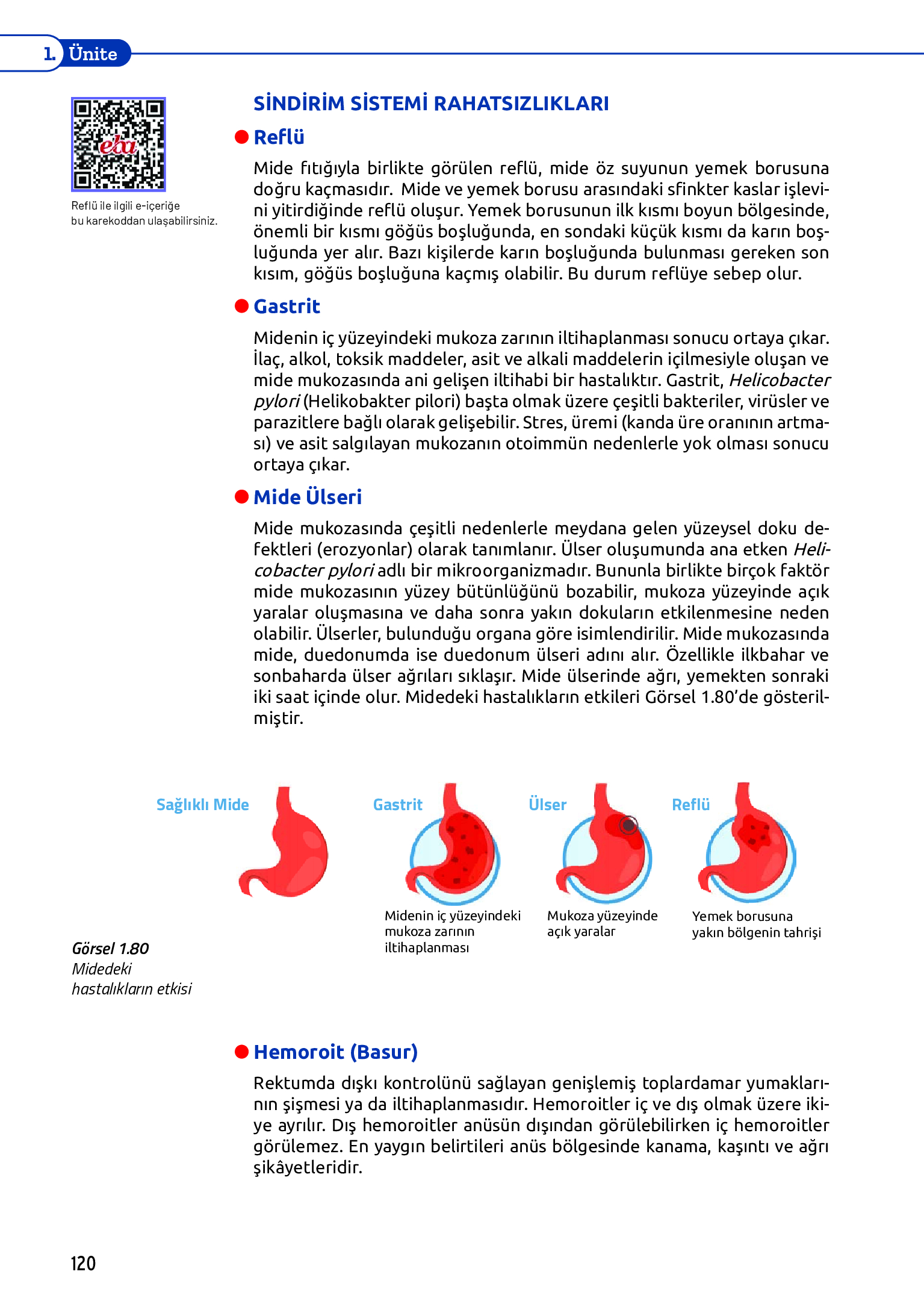 11. Sınıf Meb Yayınları Fen Lisesi Biyoloji Ders Kitabı Sayfa 120 Cevapları 11. Sınıf Meb Yayınları Fen Lisesi Biyoloji Ders Kitabı Sayfa 120 Cevapları