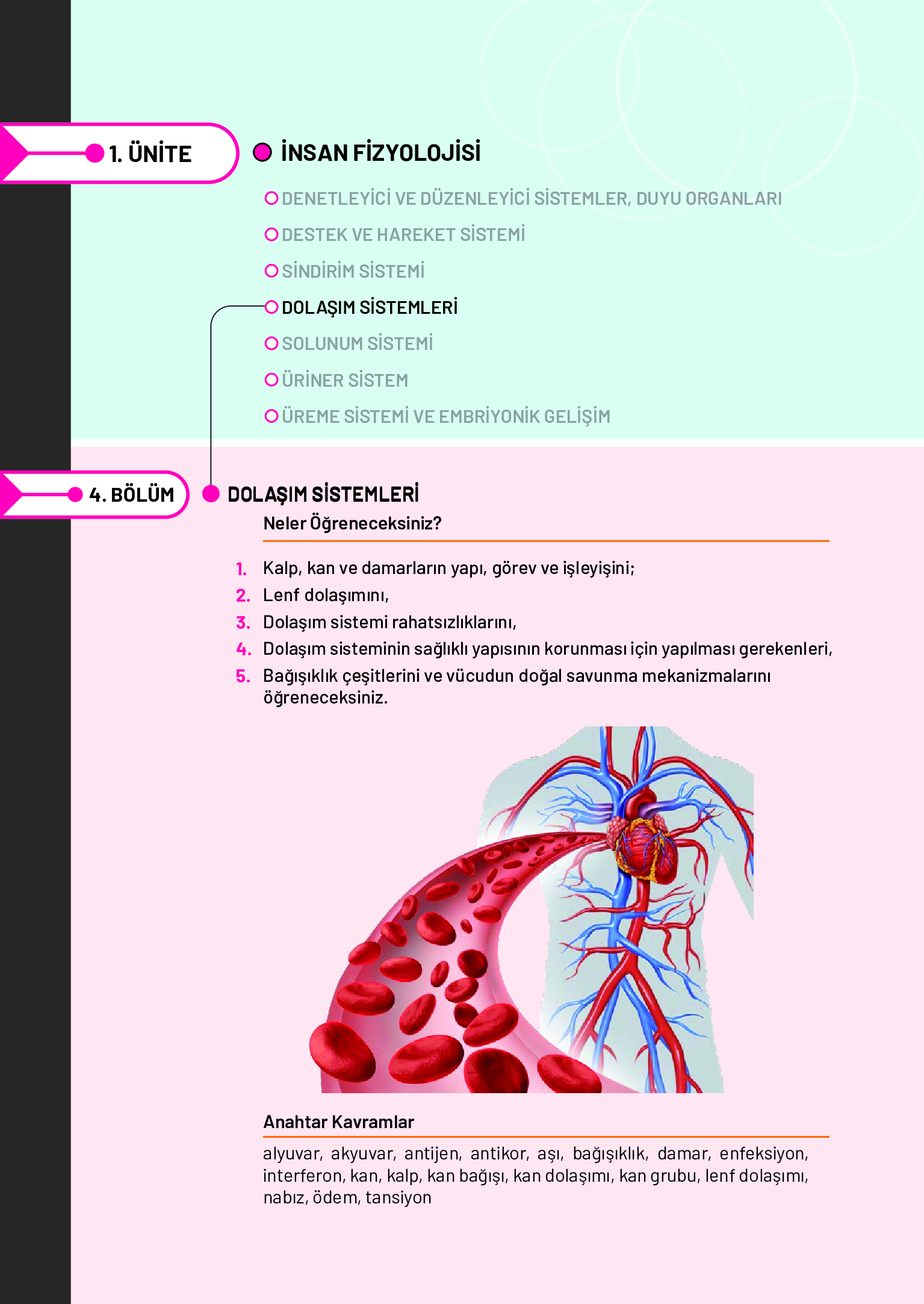 11. Sınıf Meb Yayınları Fen Lisesi Biyoloji Ders Kitabı Sayfa 128 Cevapları 11. Sınıf Meb Yayınları Fen Lisesi Biyoloji Ders Kitabı Sayfa 128 Cevapları