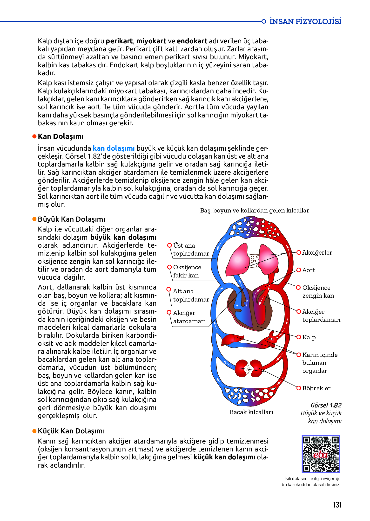 11. Sınıf Meb Yayınları Fen Lisesi Biyoloji Ders Kitabı Sayfa 131 Cevapları 11. Sınıf Meb Yayınları Fen Lisesi Biyoloji Ders Kitabı Sayfa 131 Cevapları