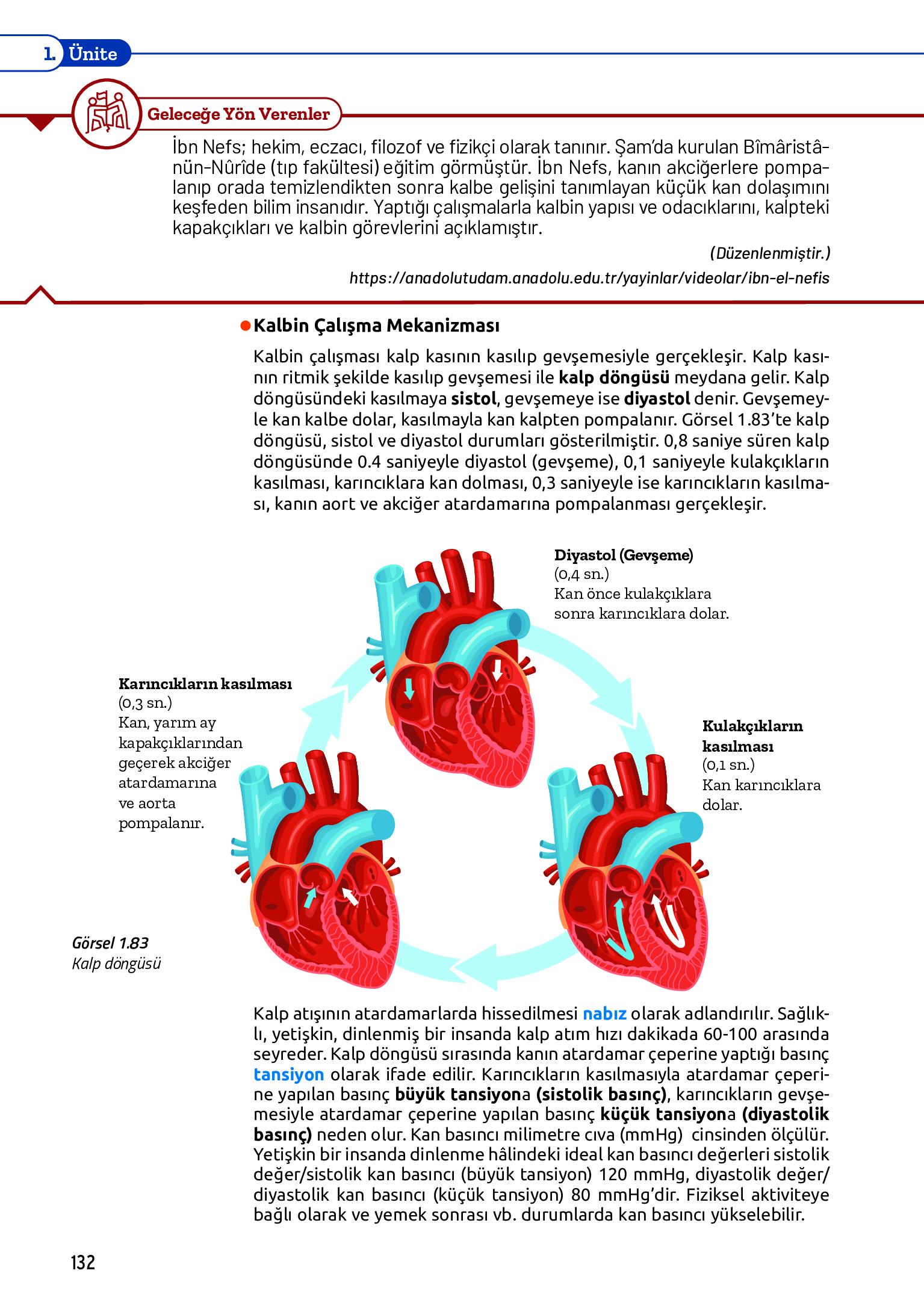 11. Sınıf Meb Yayınları Fen Lisesi Biyoloji Ders Kitabı Sayfa 132 Cevapları 11. Sınıf Meb Yayınları Fen Lisesi Biyoloji Ders Kitabı Sayfa 132 Cevapları