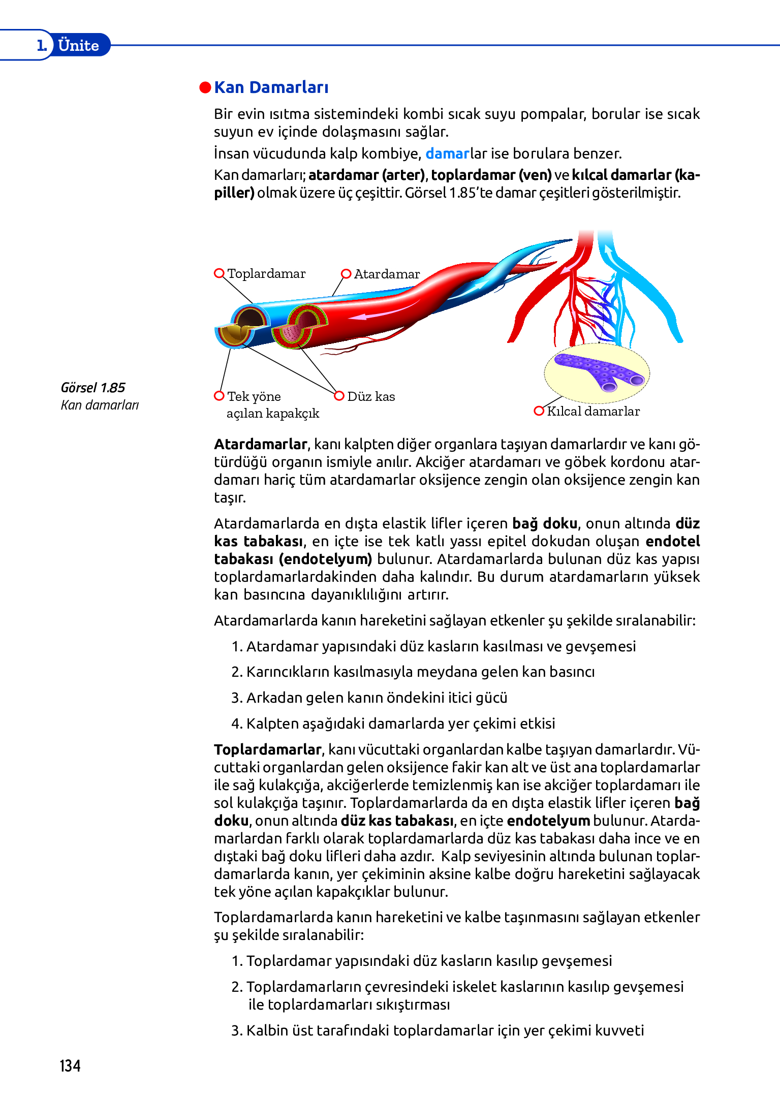 11. Sınıf Meb Yayınları Fen Lisesi Biyoloji Ders Kitabı Sayfa 134 Cevapları